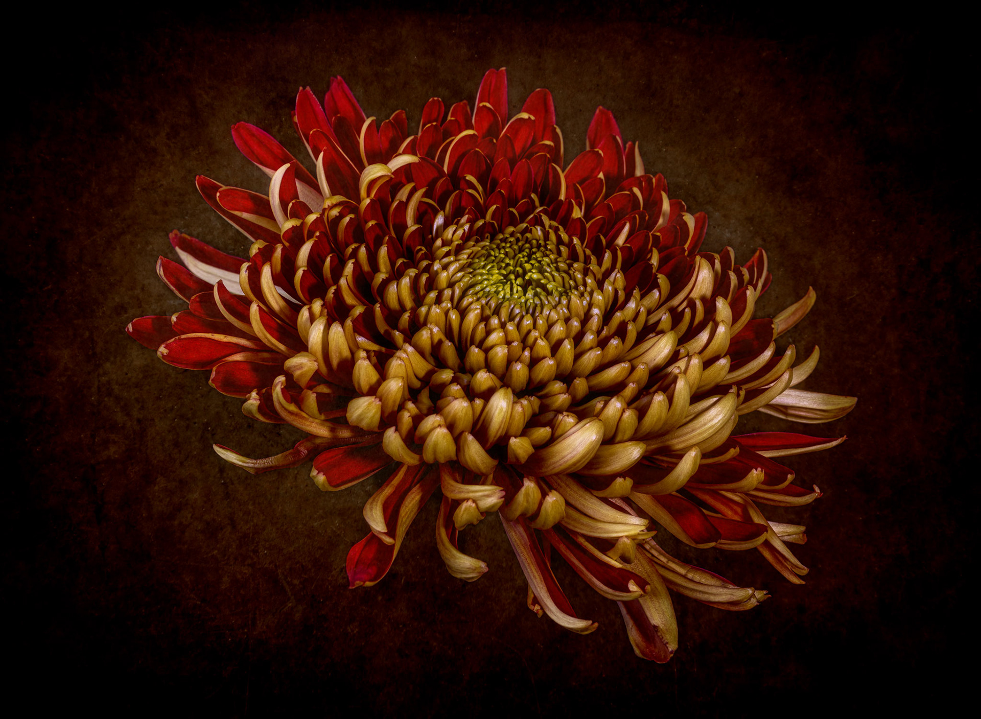 Chrysanthemum