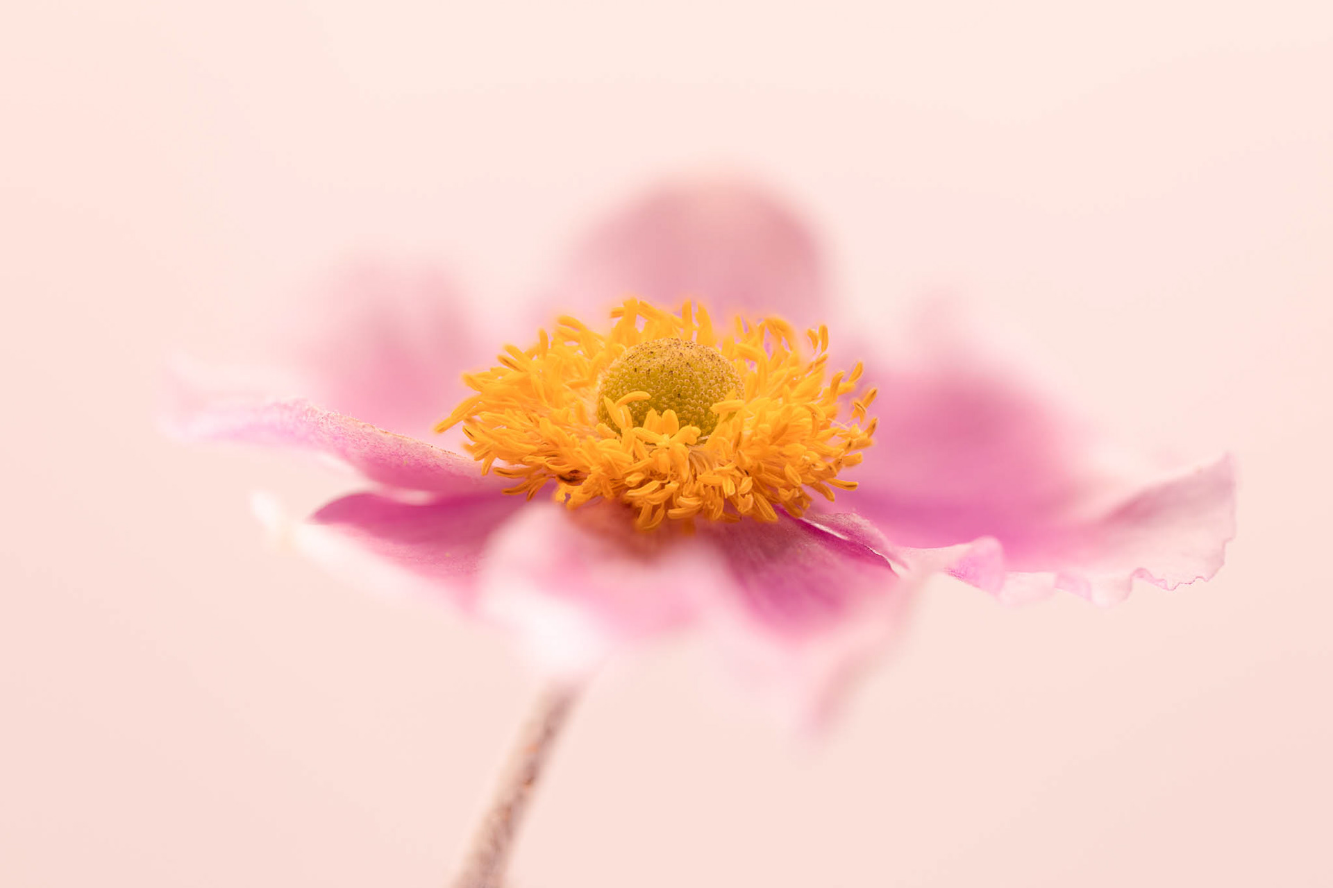 Japanese Anemone