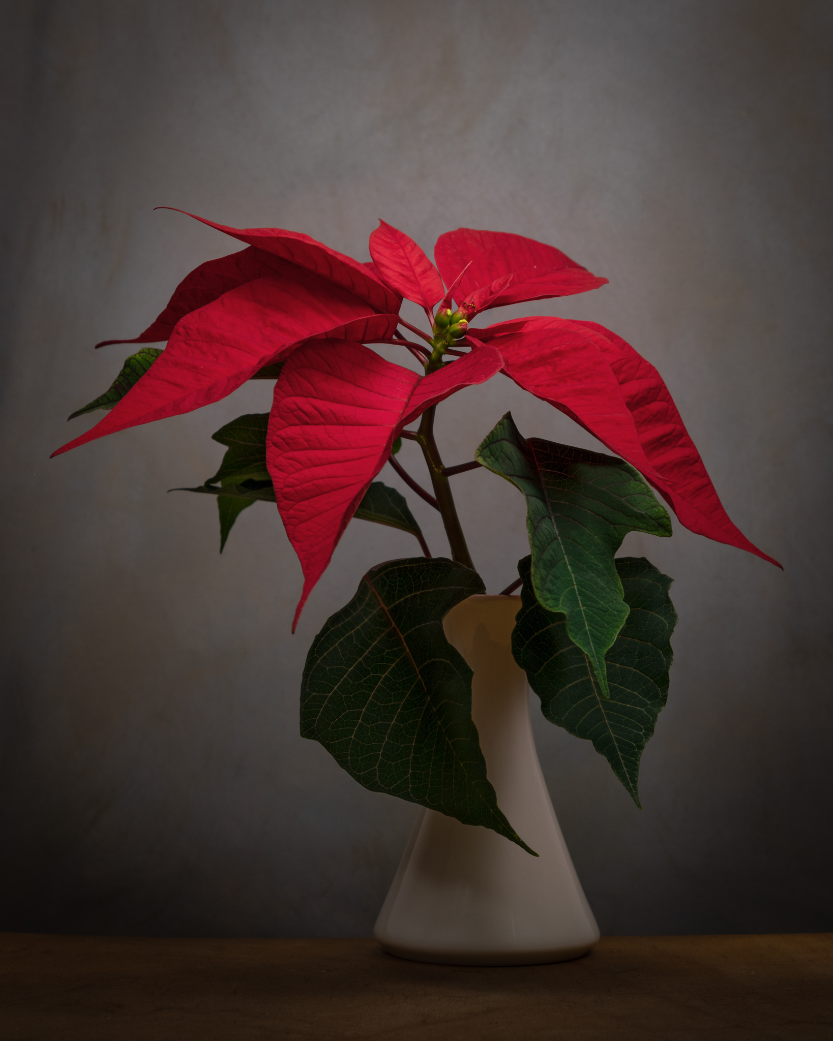 Poinsettia