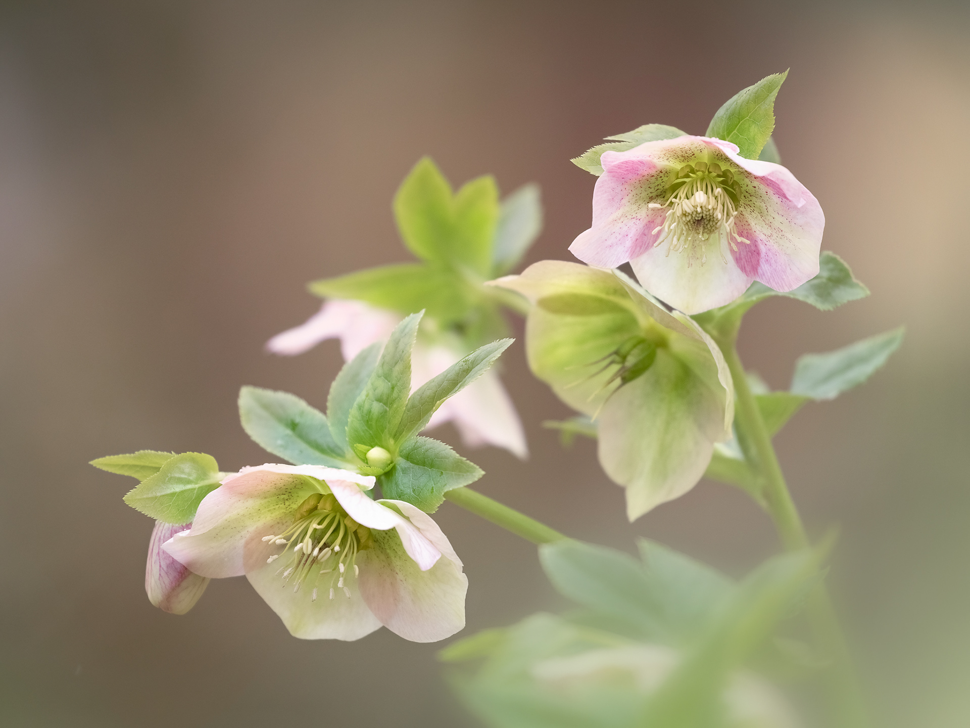 Hellebore