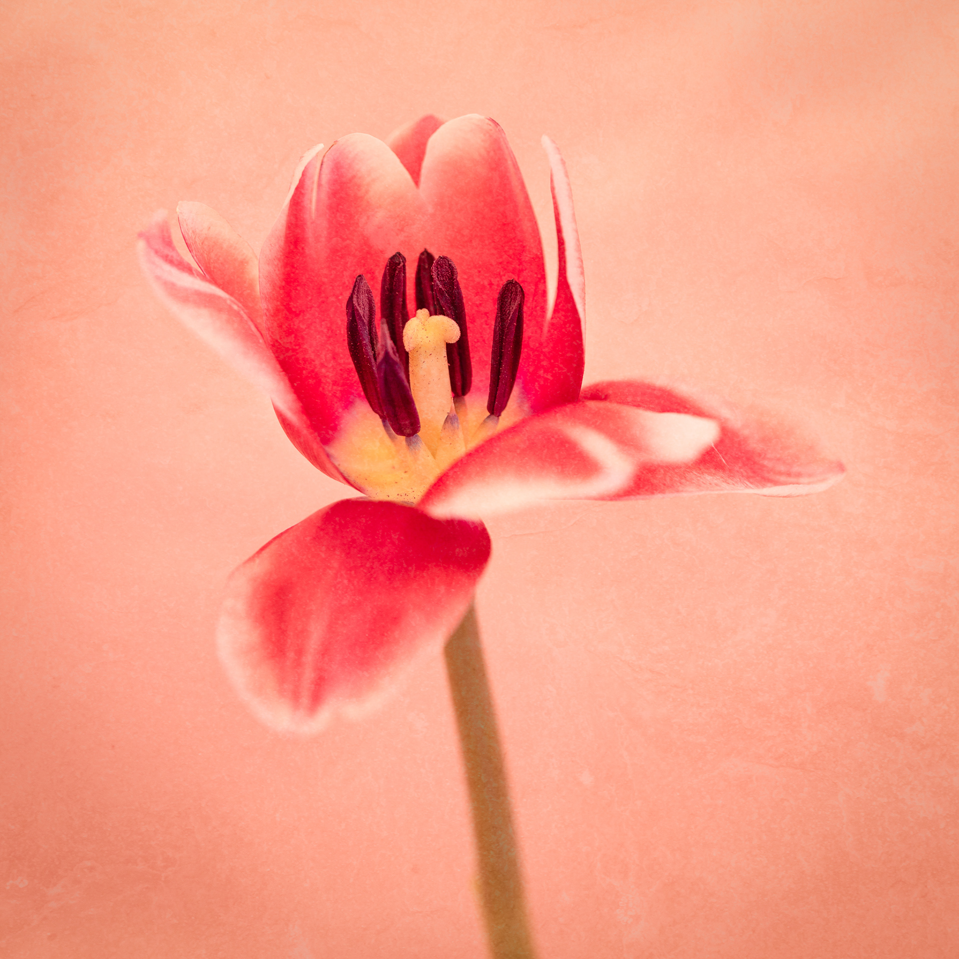 Tulip