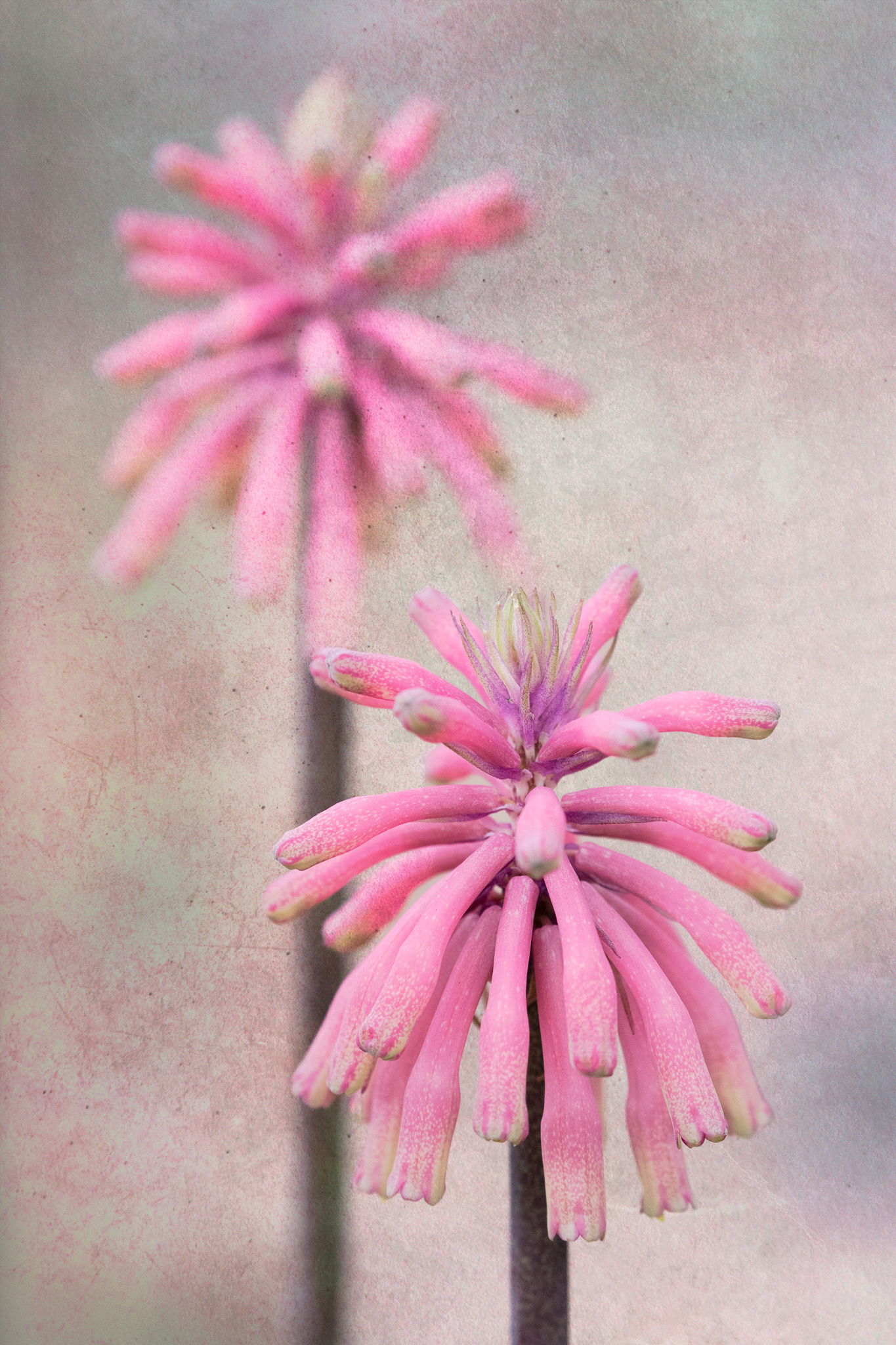 Veltheimia