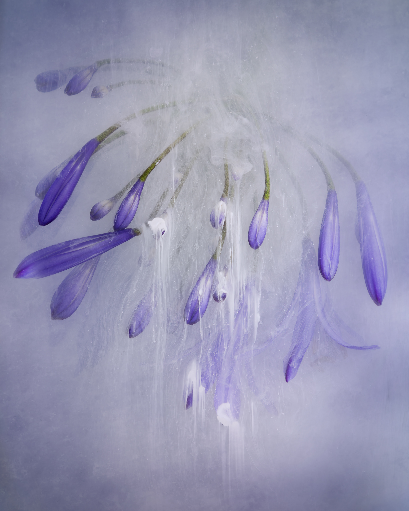 Agapanthus