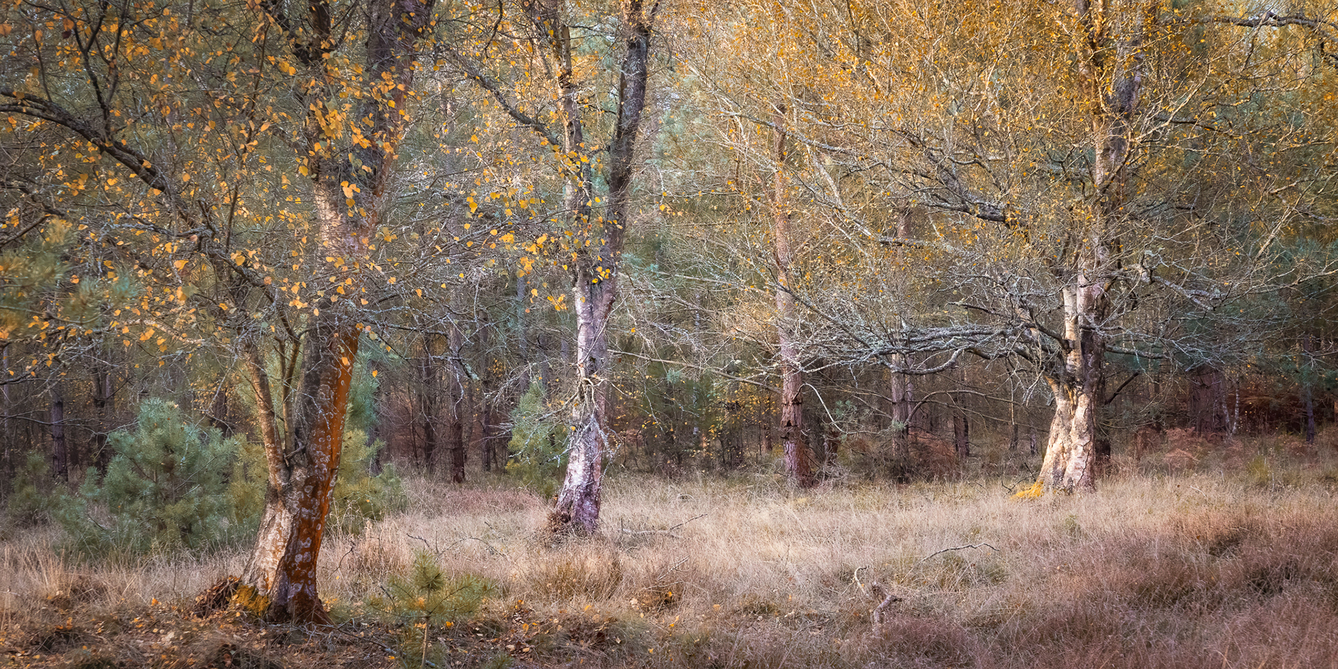 Thetford Forest