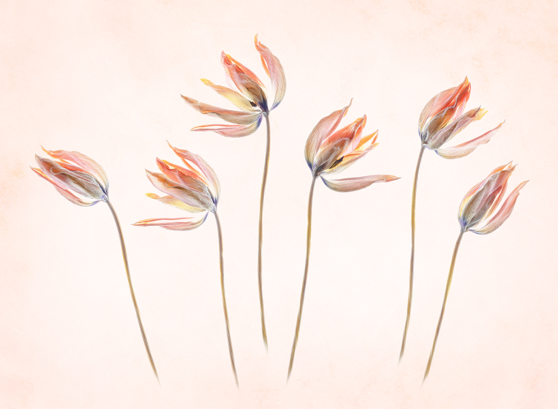 Faded glory