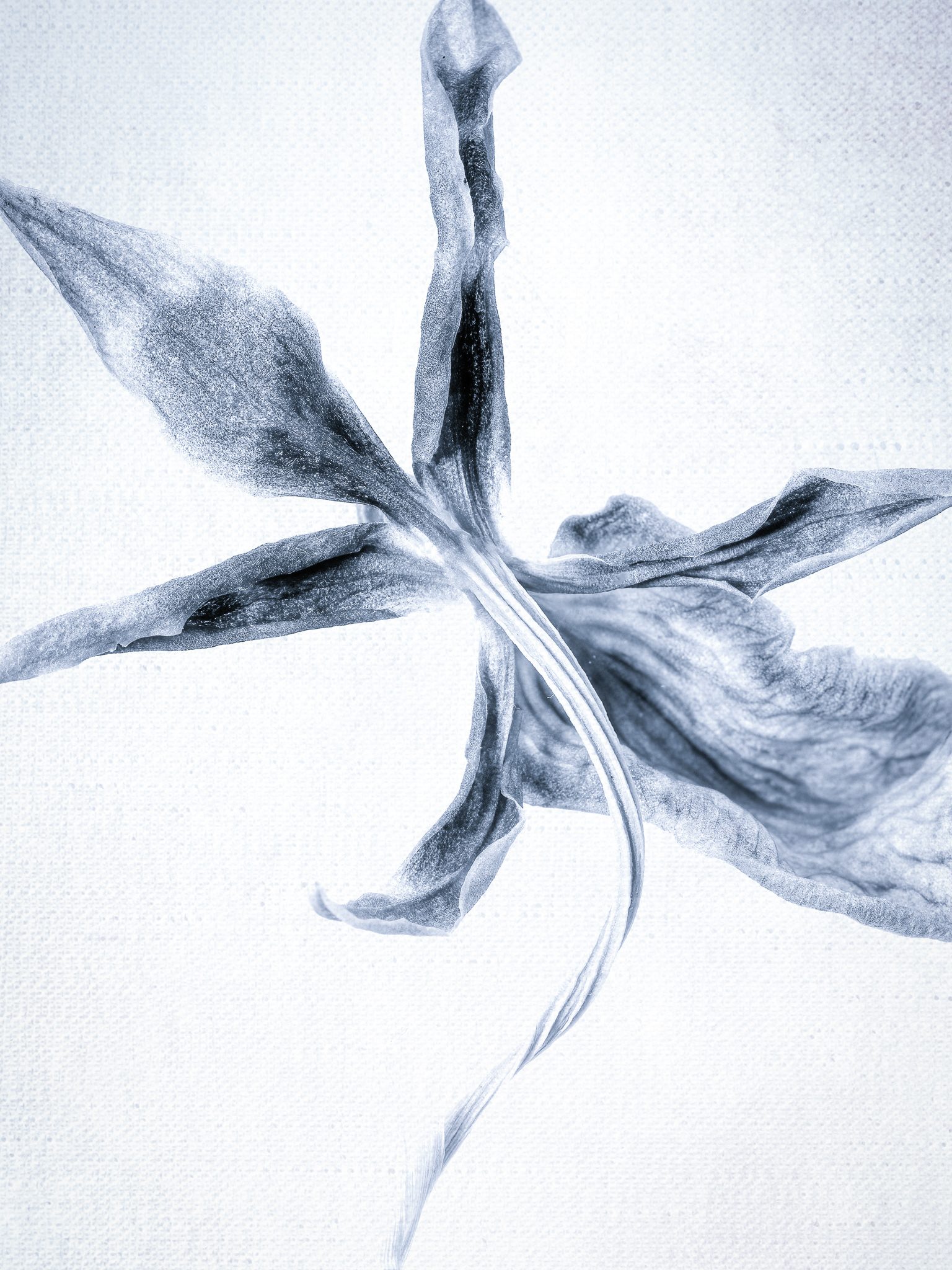Orchid
