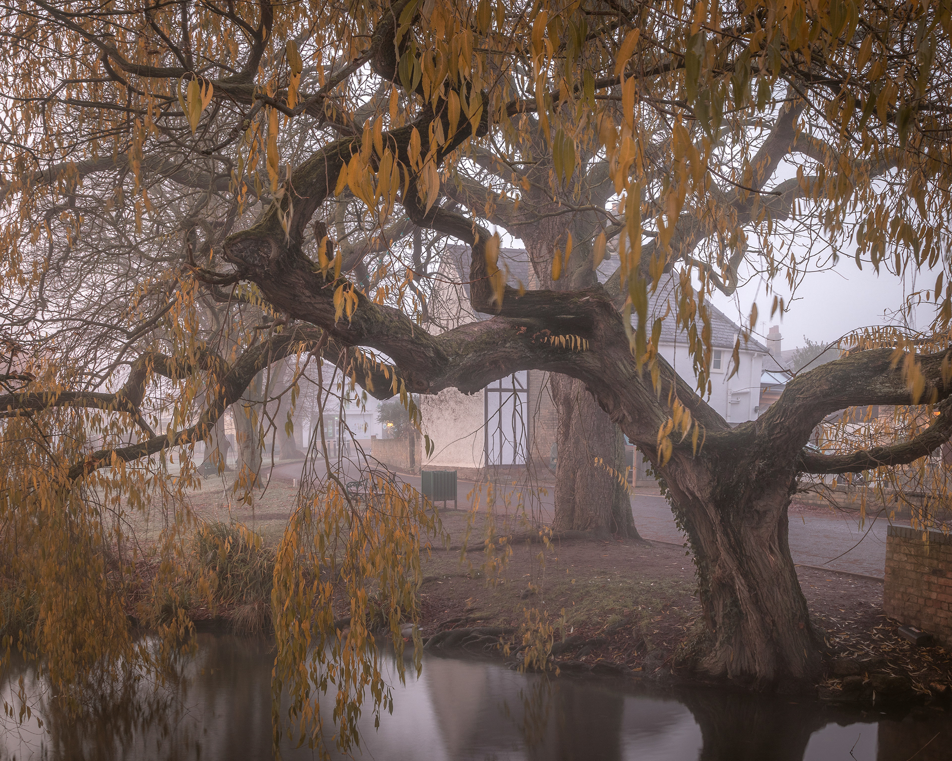 Old Man Willow, Histon village green