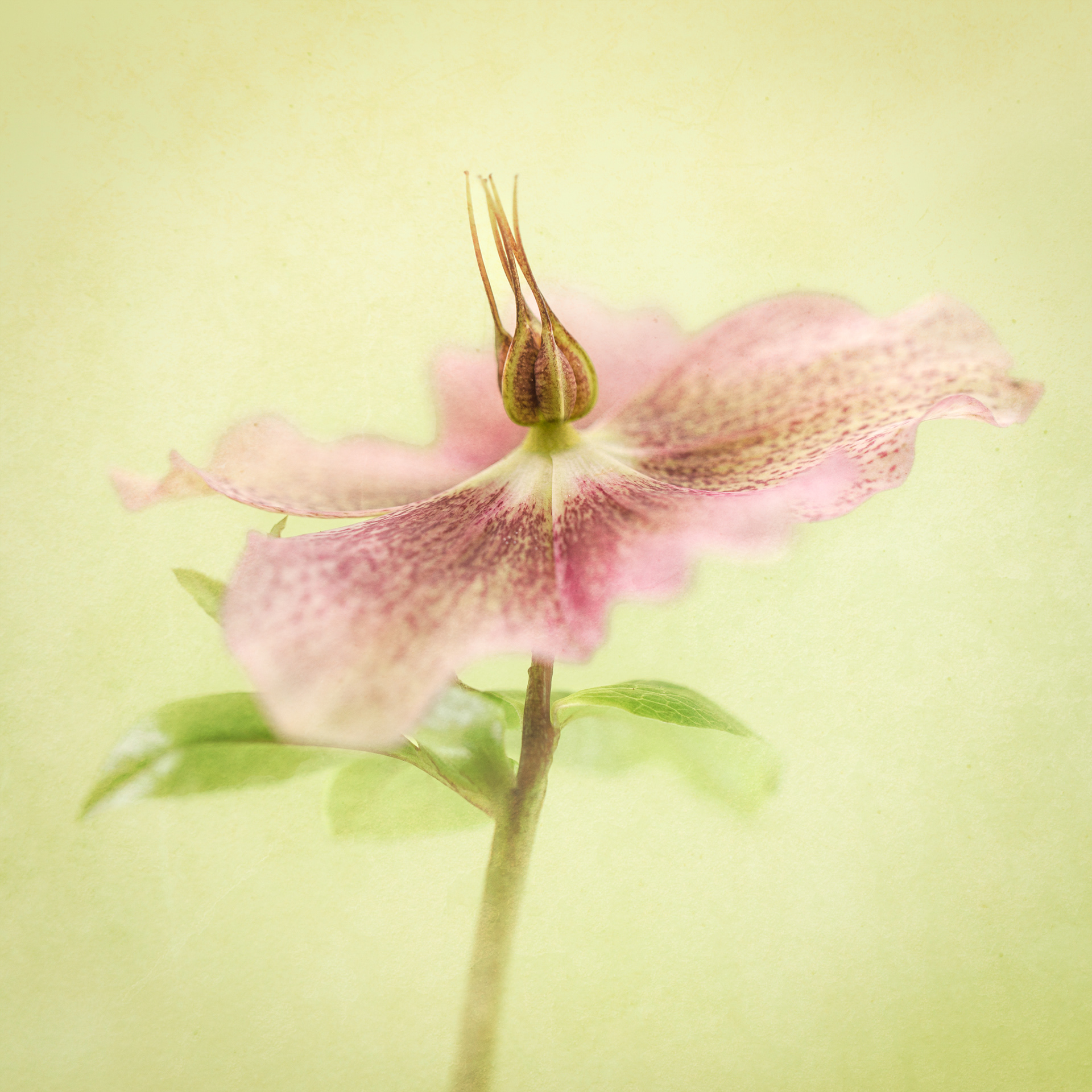 Hellebore