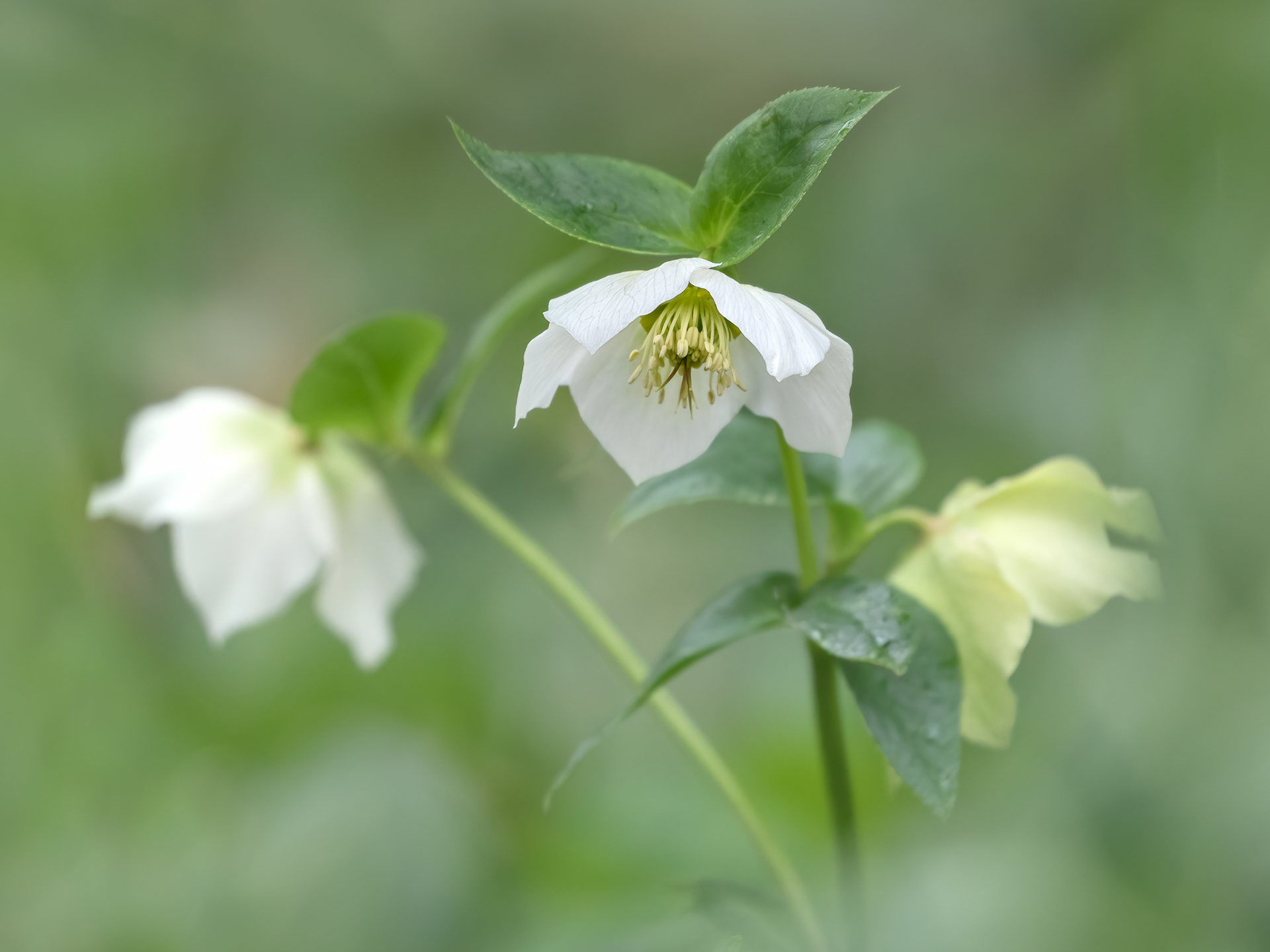 Hellebore