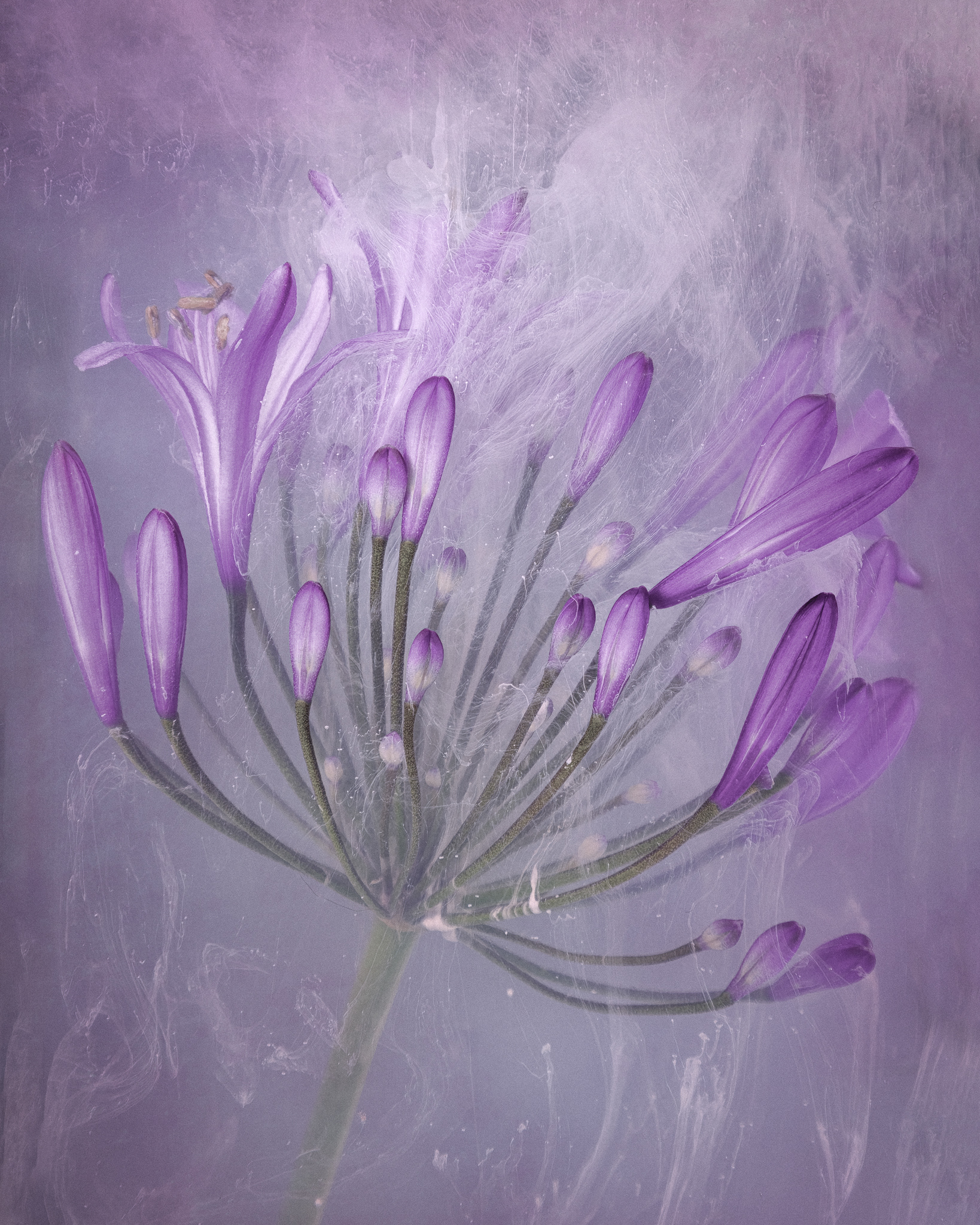 Agapanthus