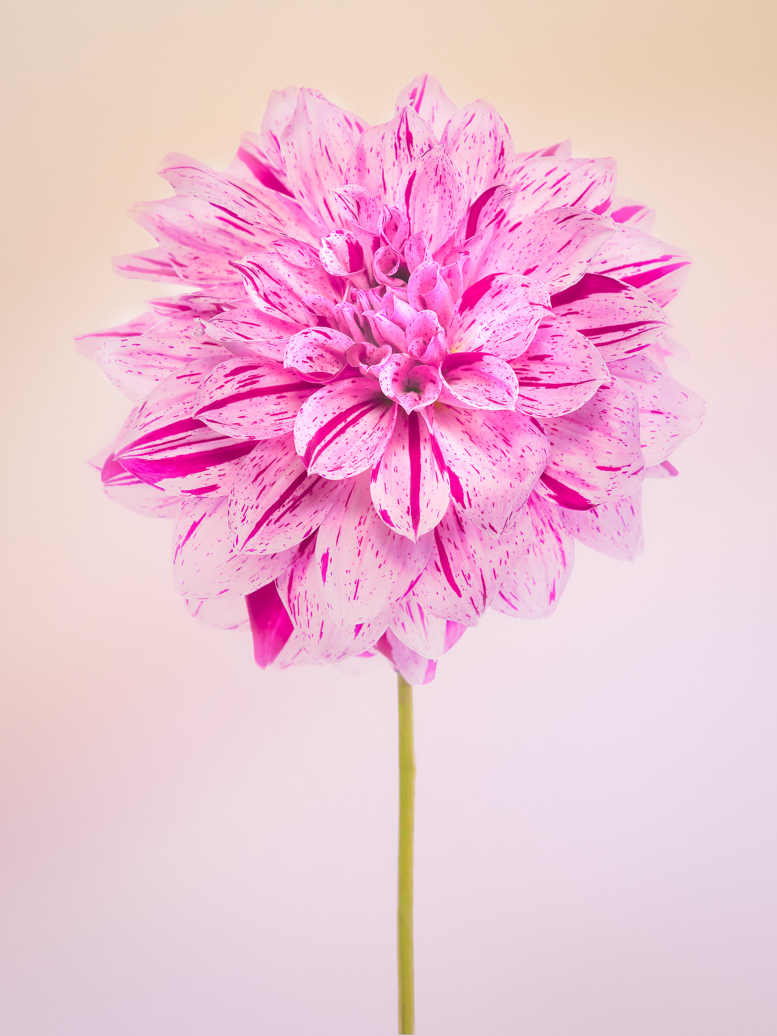 Dahlia