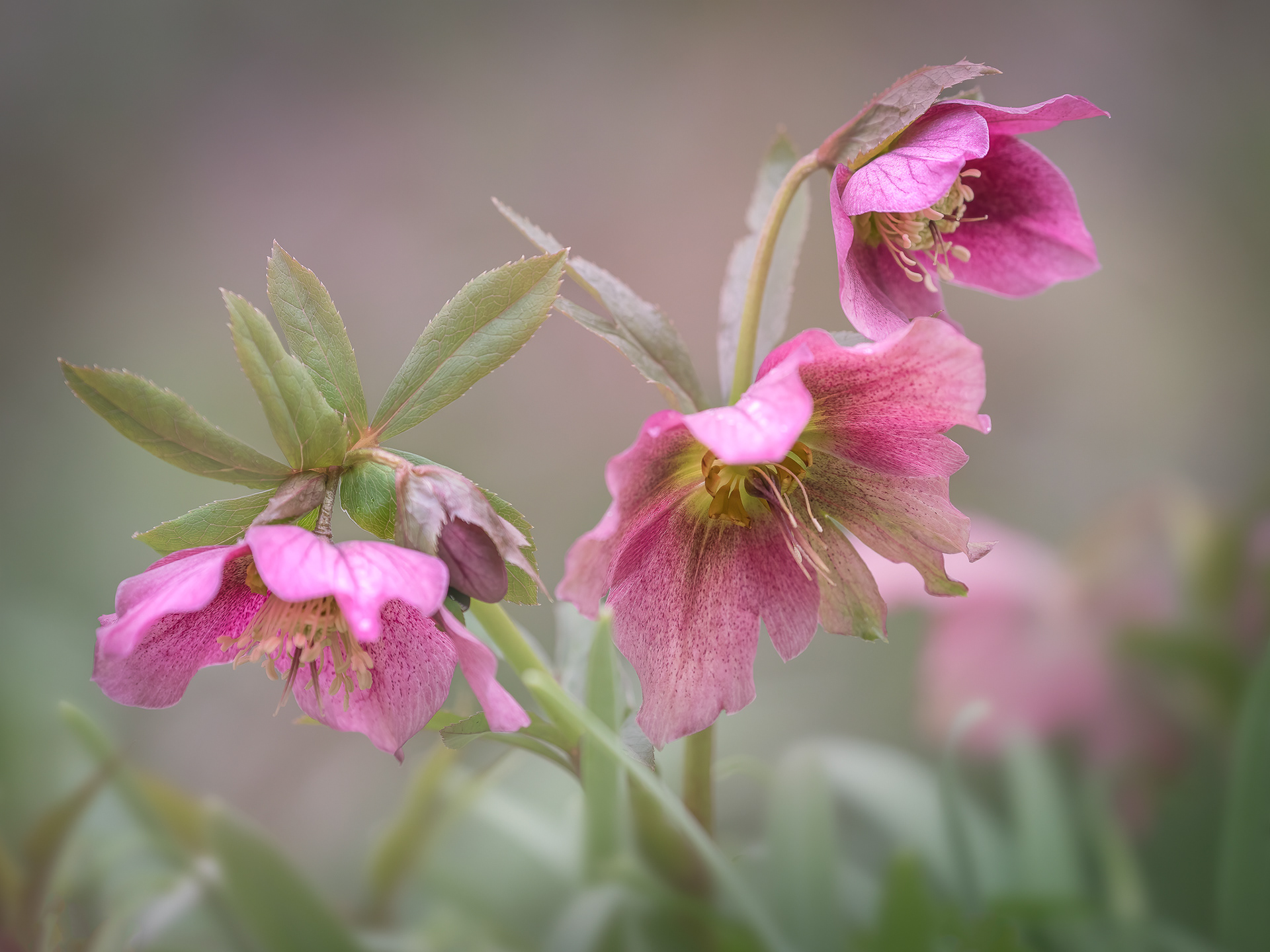 Hellebore