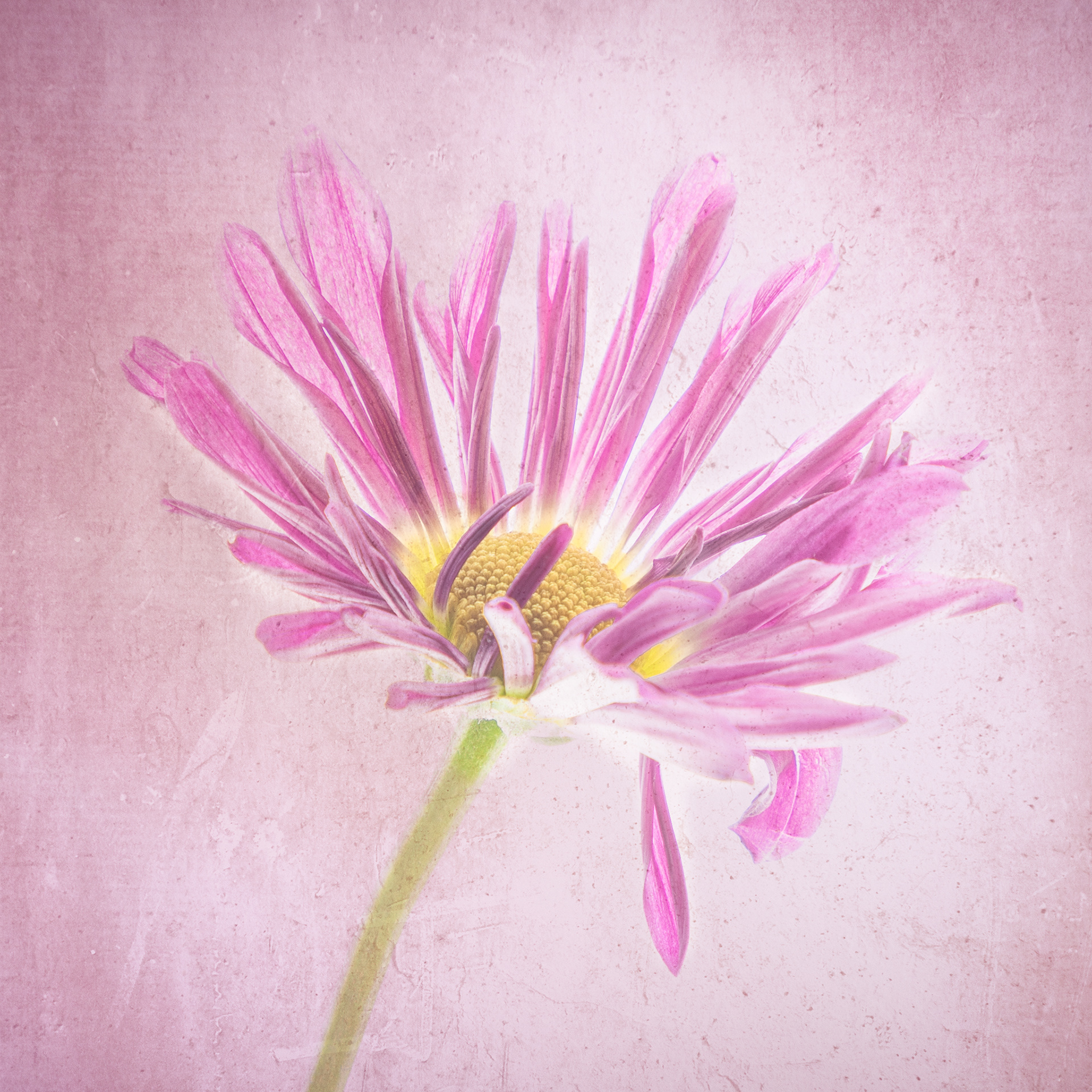 Crysanthemum