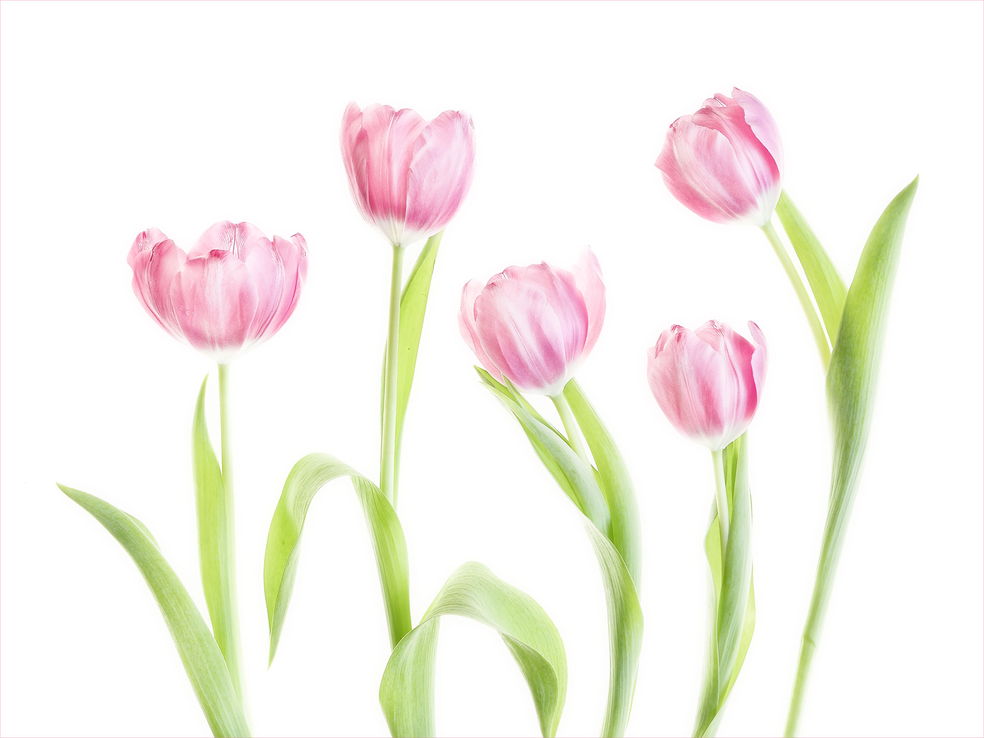 Tulips