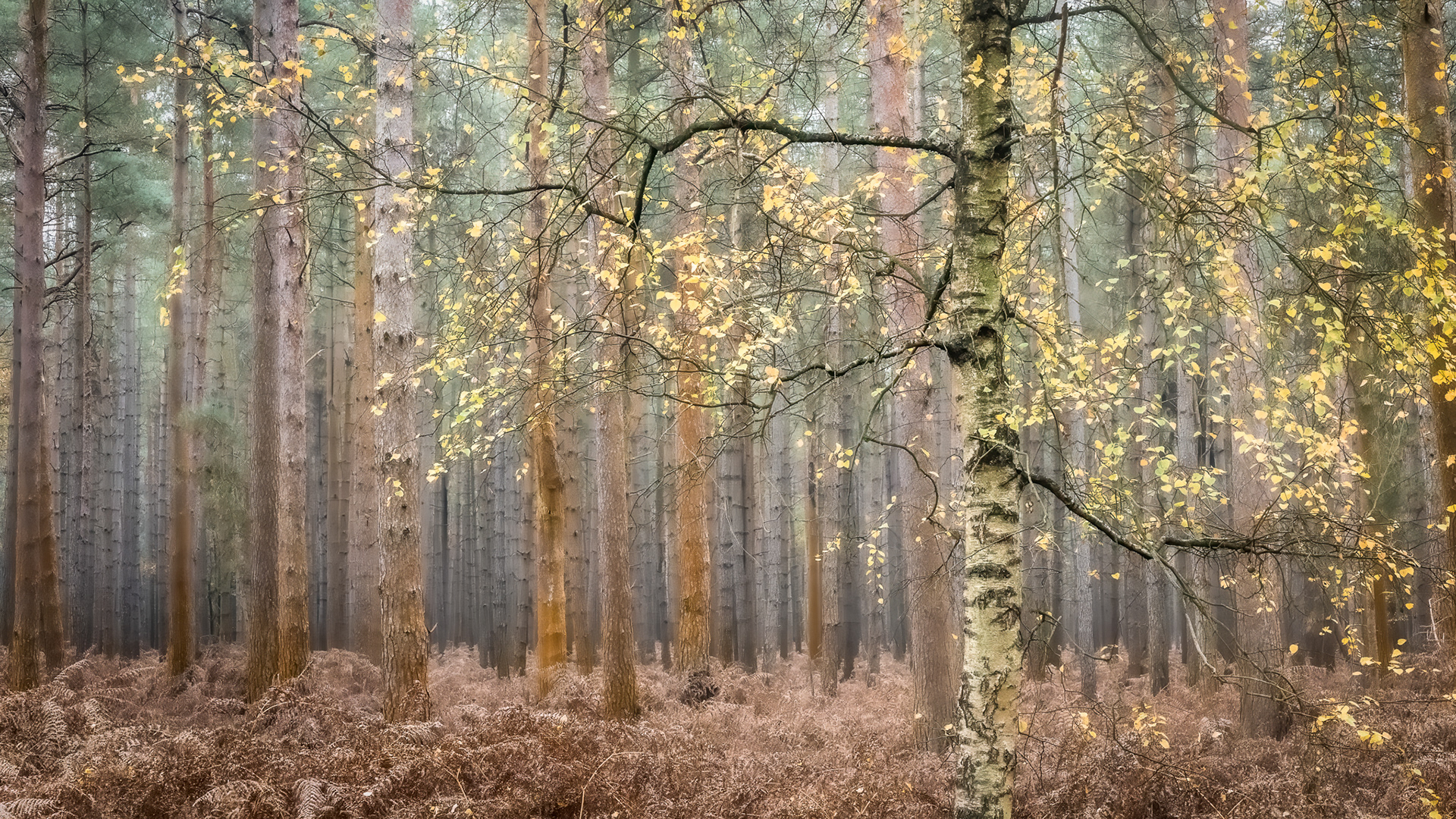 Thetford Forest