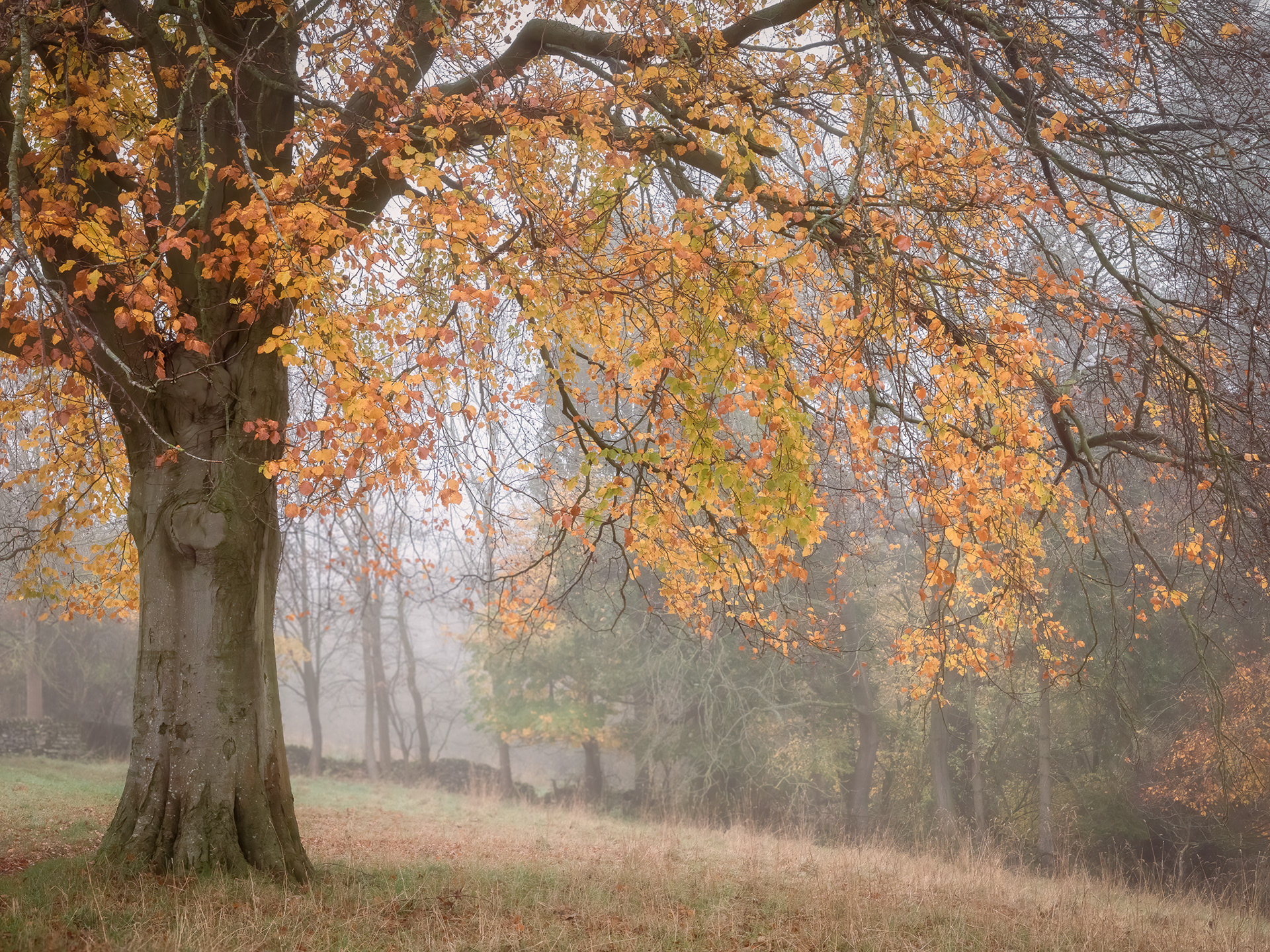 Peak District Beech tree