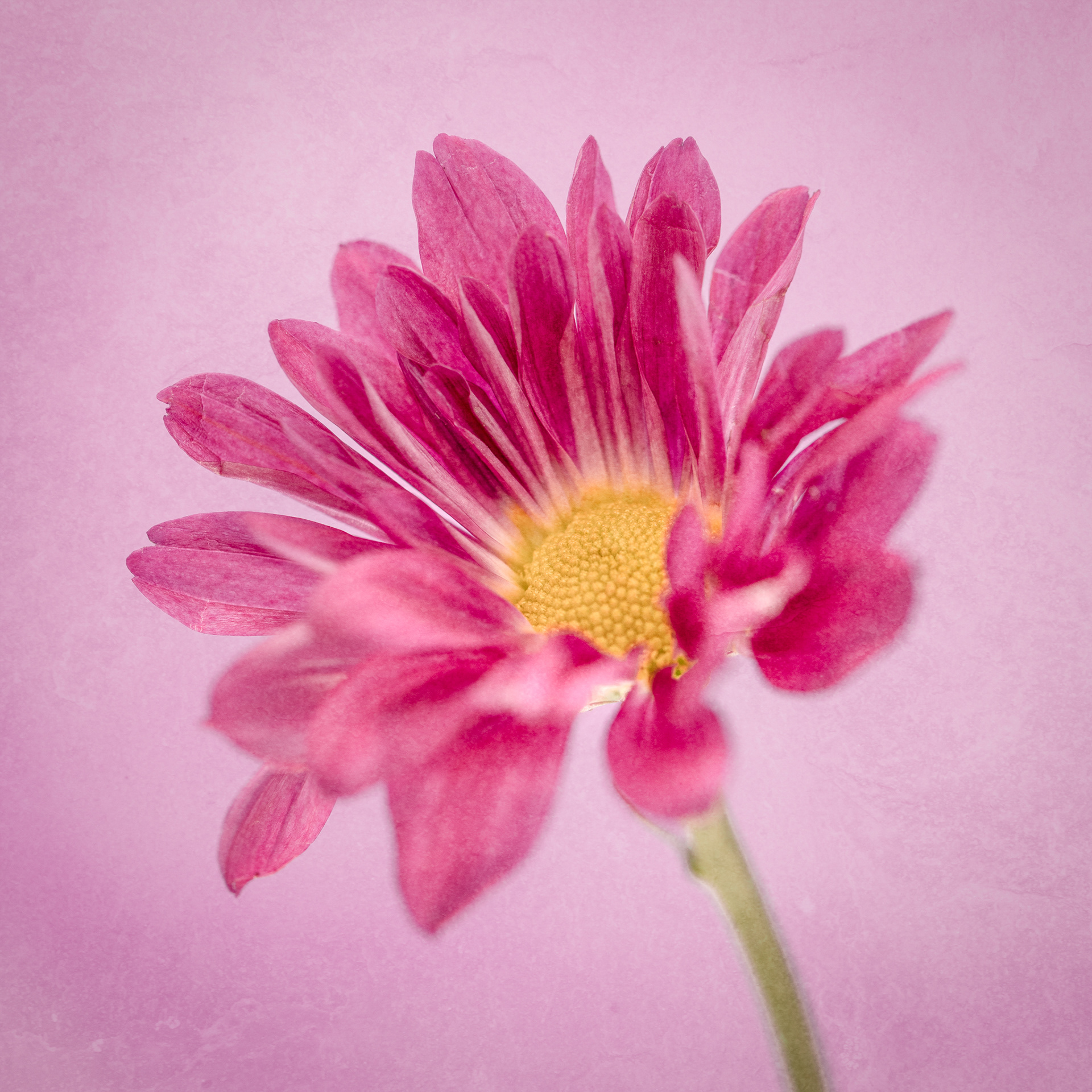Crysanthemum