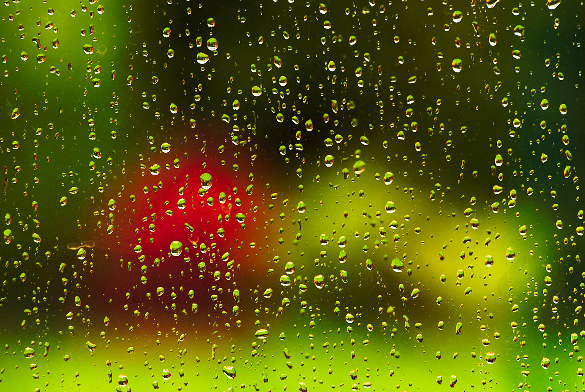 Raindrops and garden