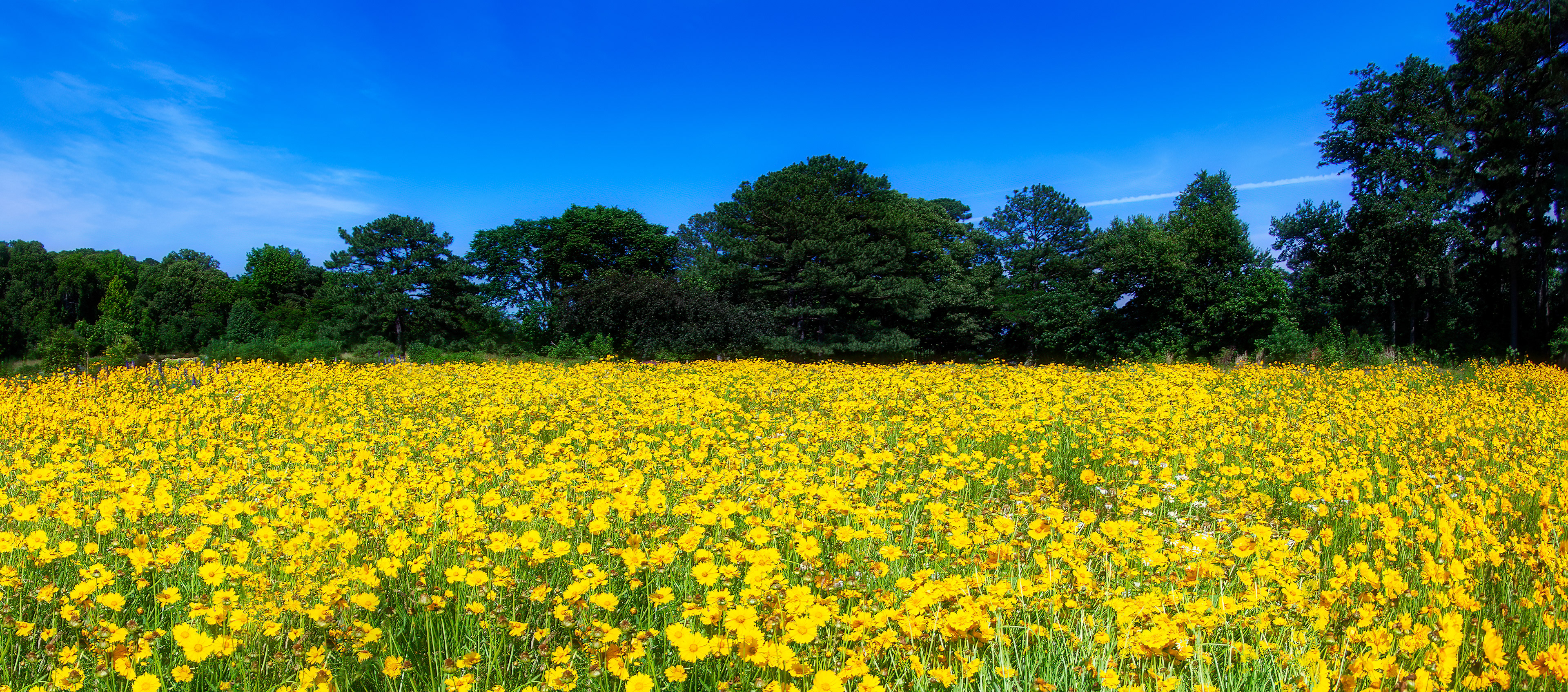 Buttercups