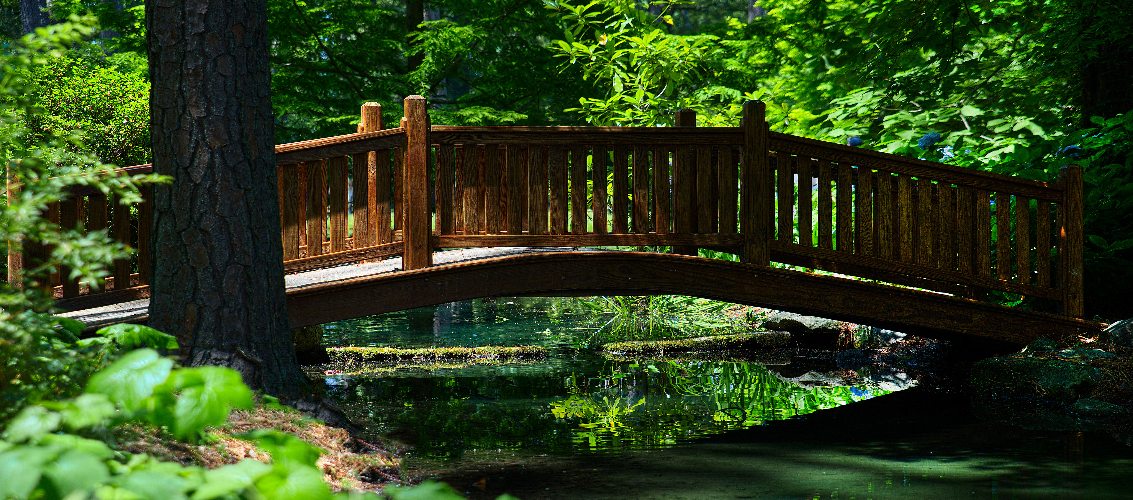 Bridge In The Woods