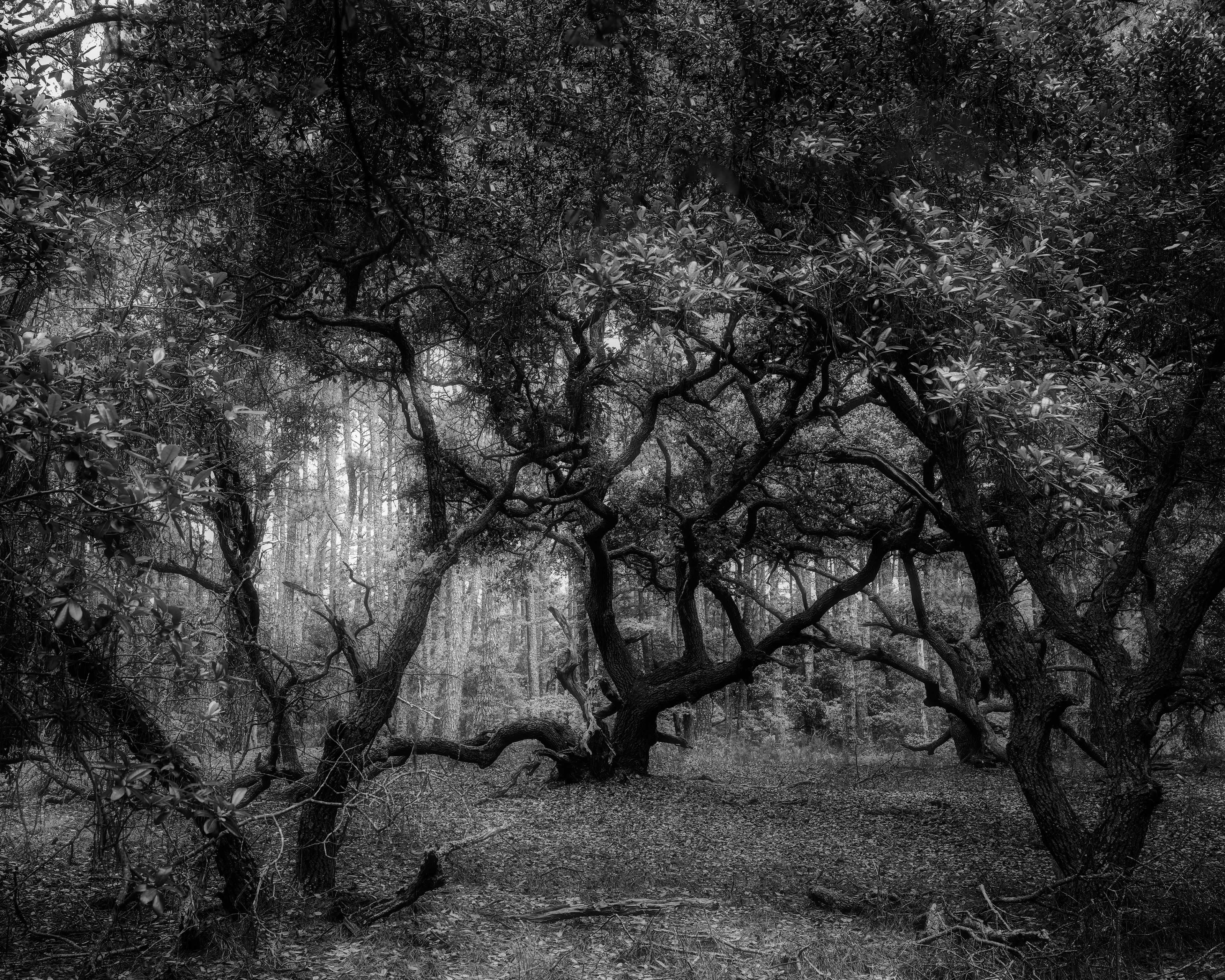 Haunted Forest
