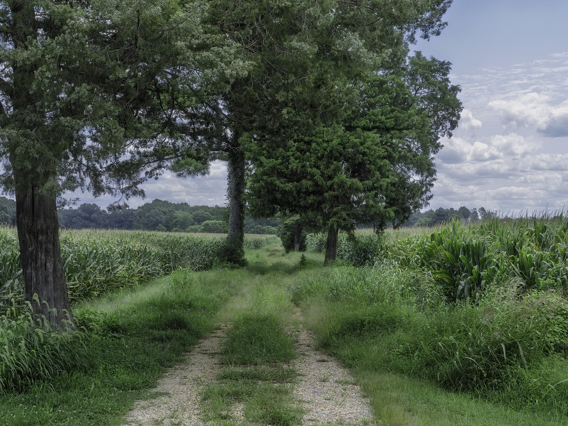 Corn Field