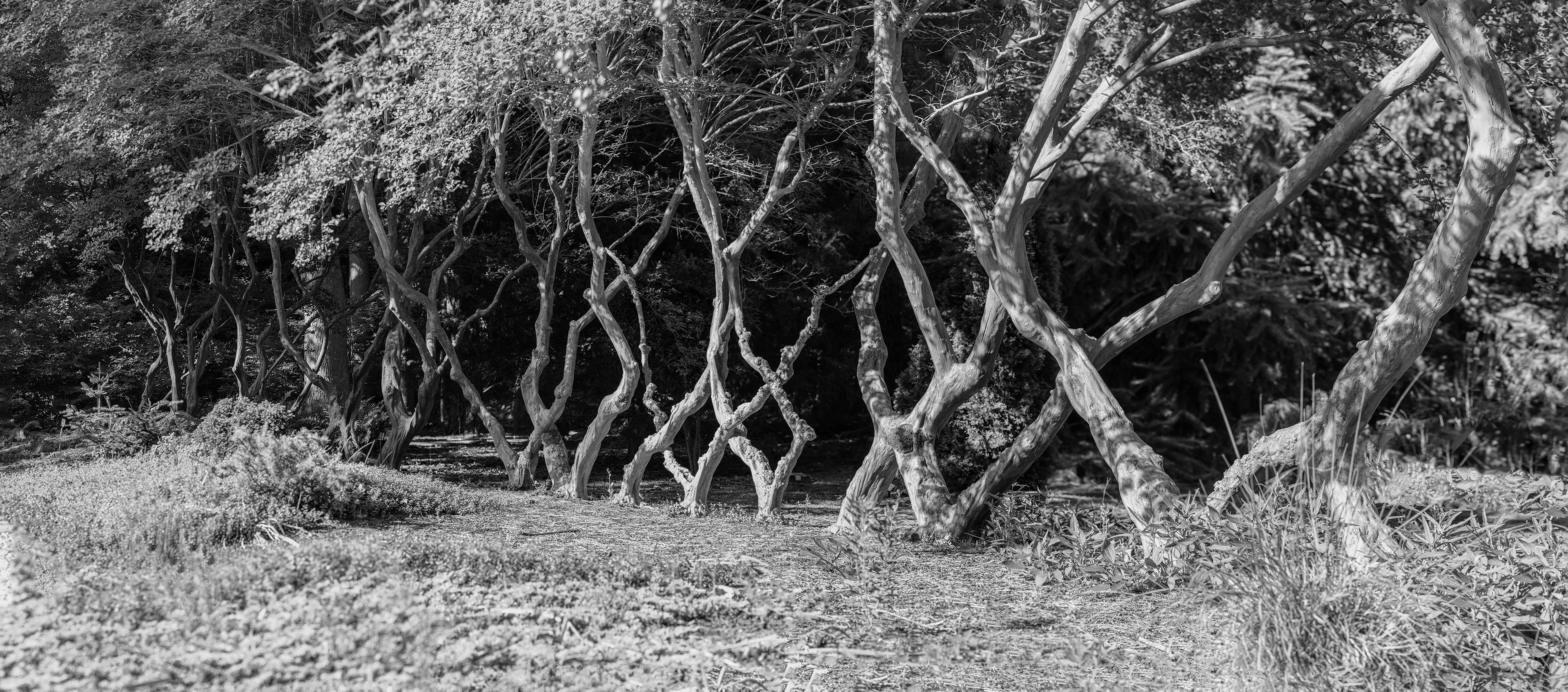 Forbidden Forest