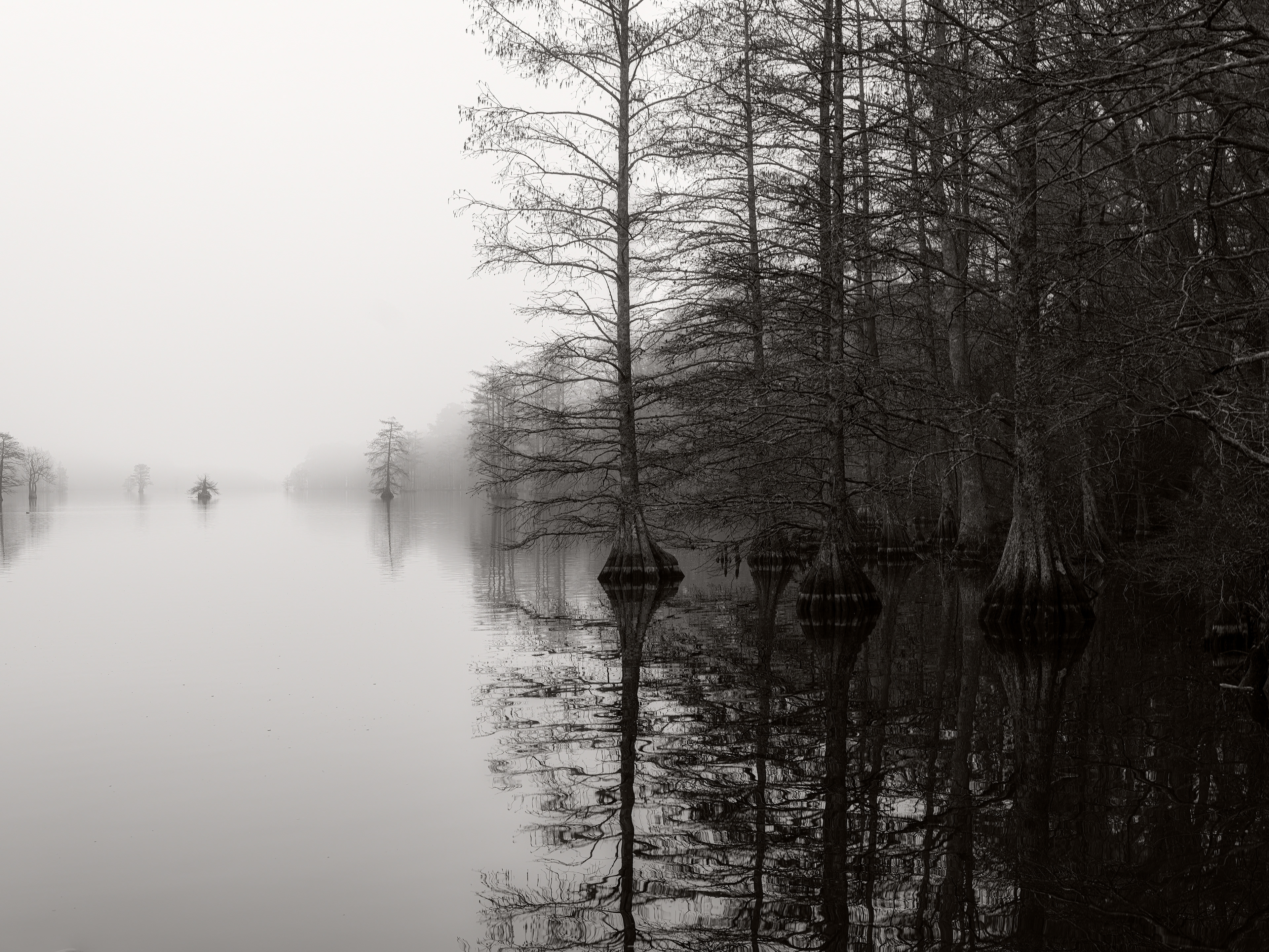 Morning Fog 2