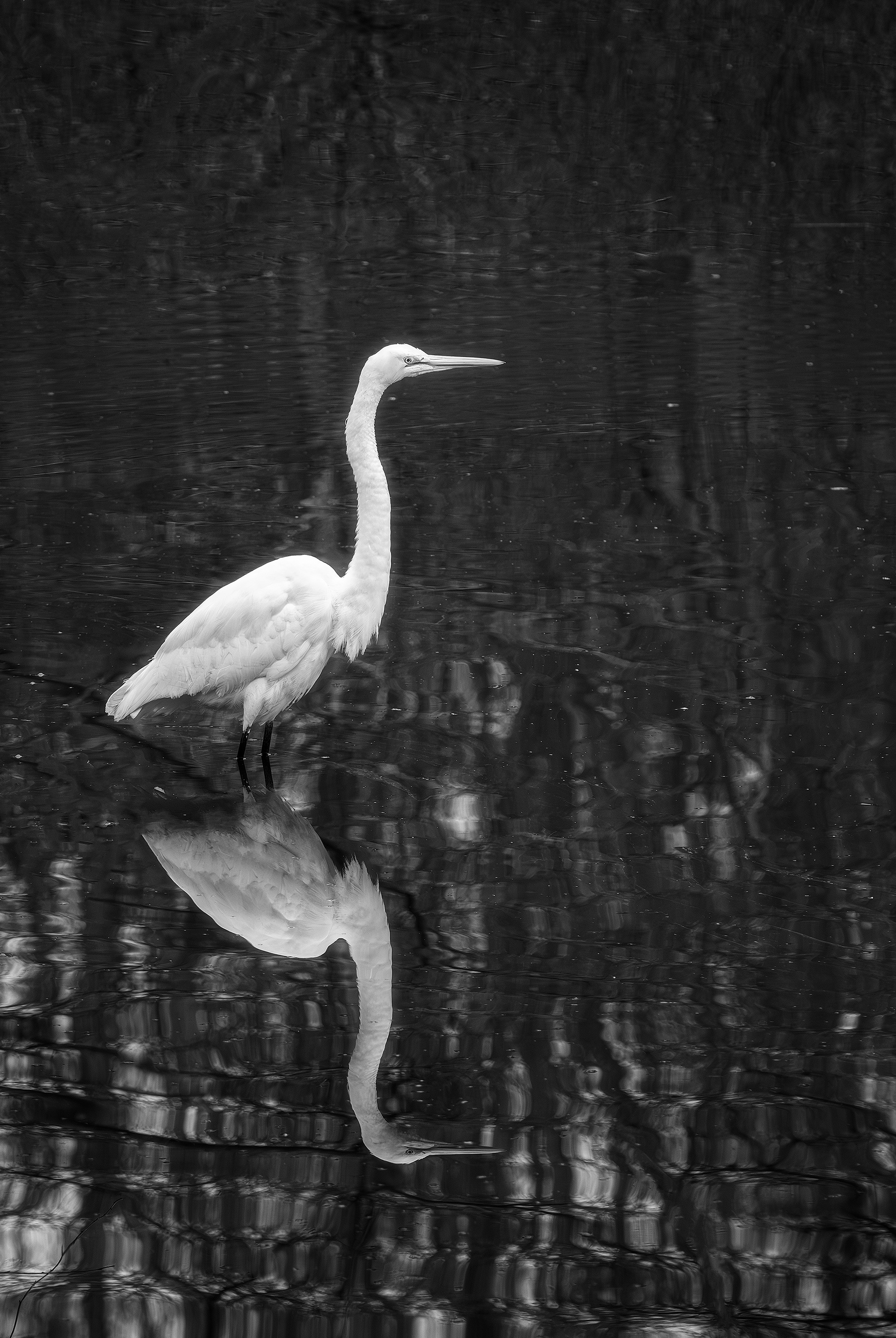 Egret Reflection