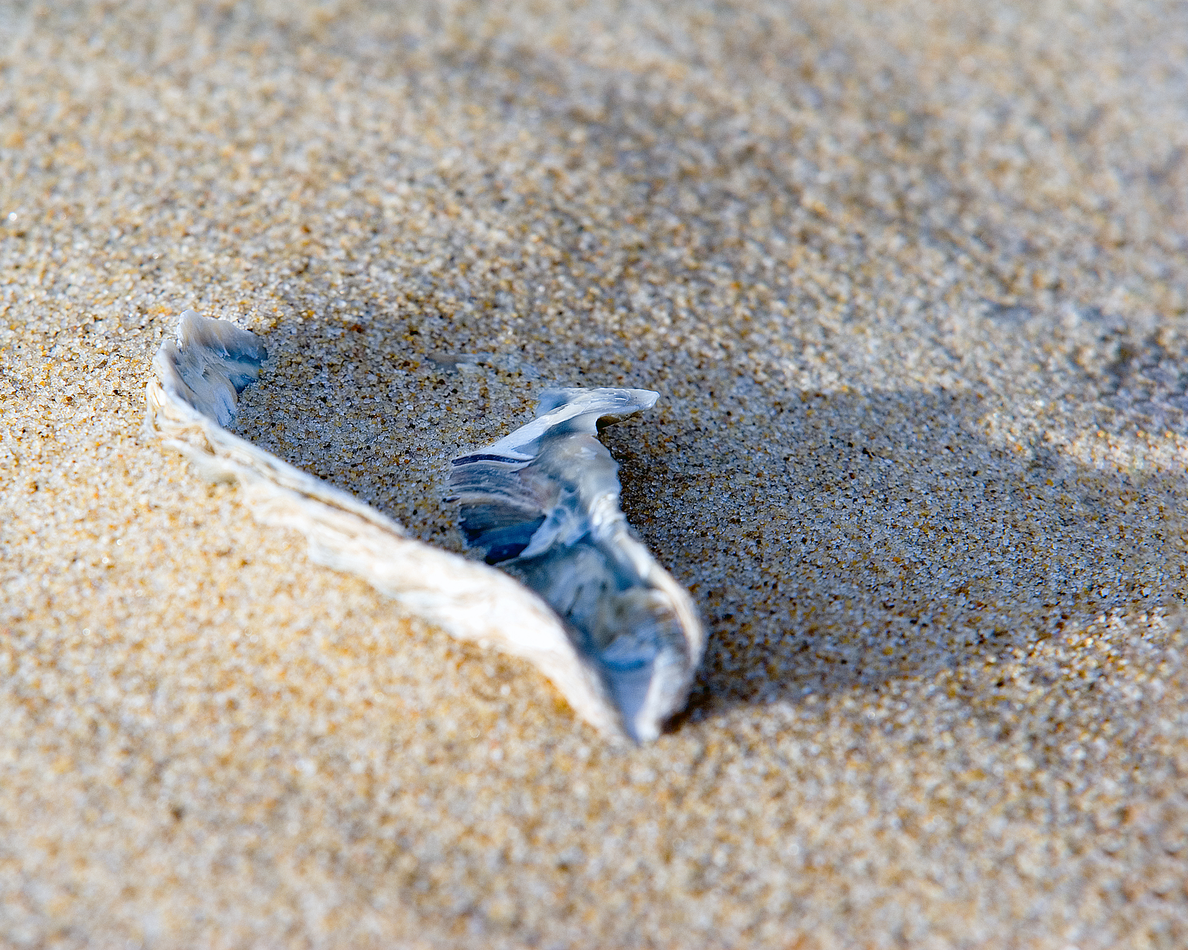 Sea Shell