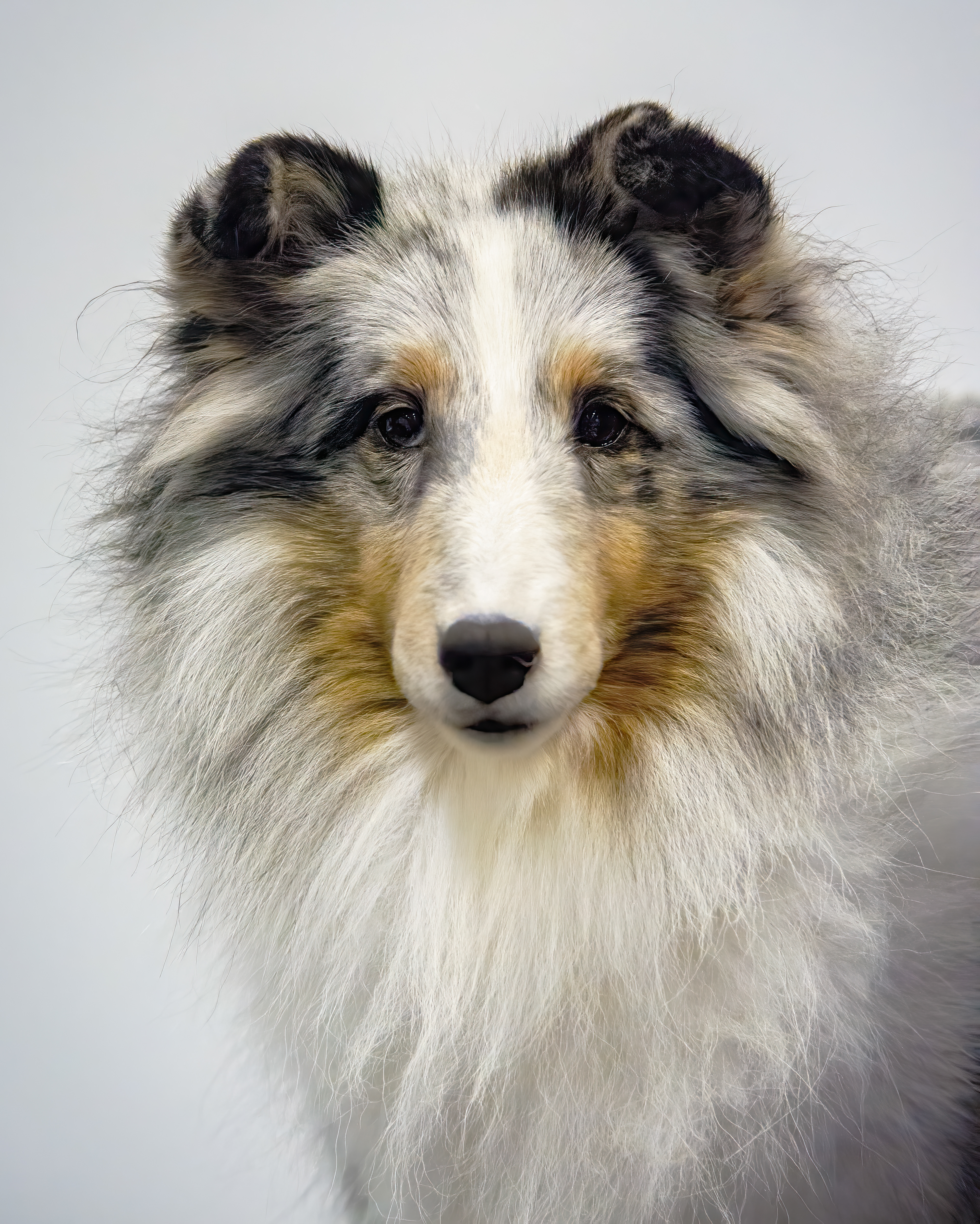 Sheltie