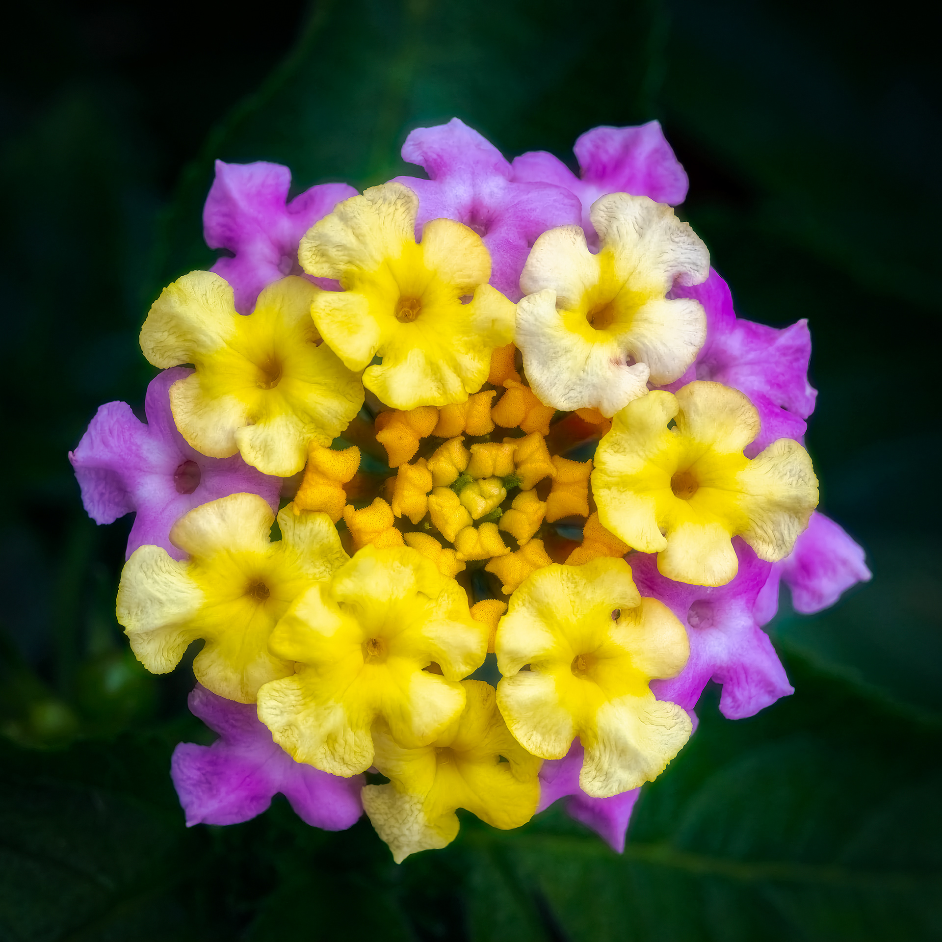 Lantana