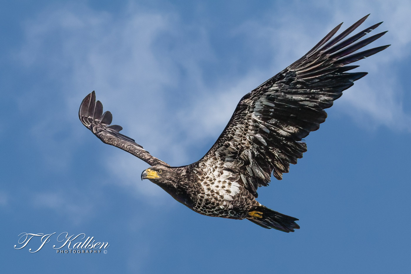 Immature Bald Eagle