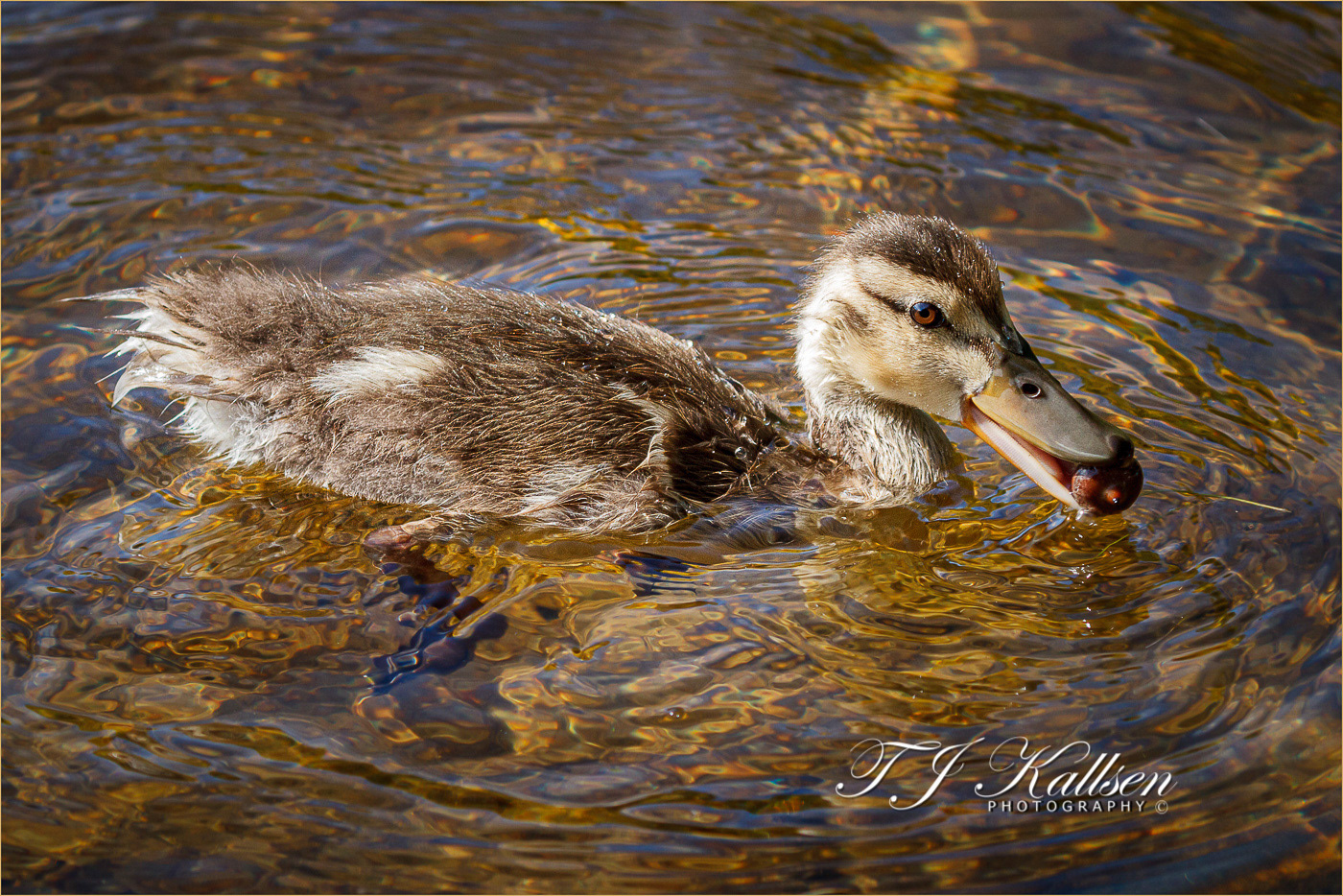 Hungry Mallard Duckling