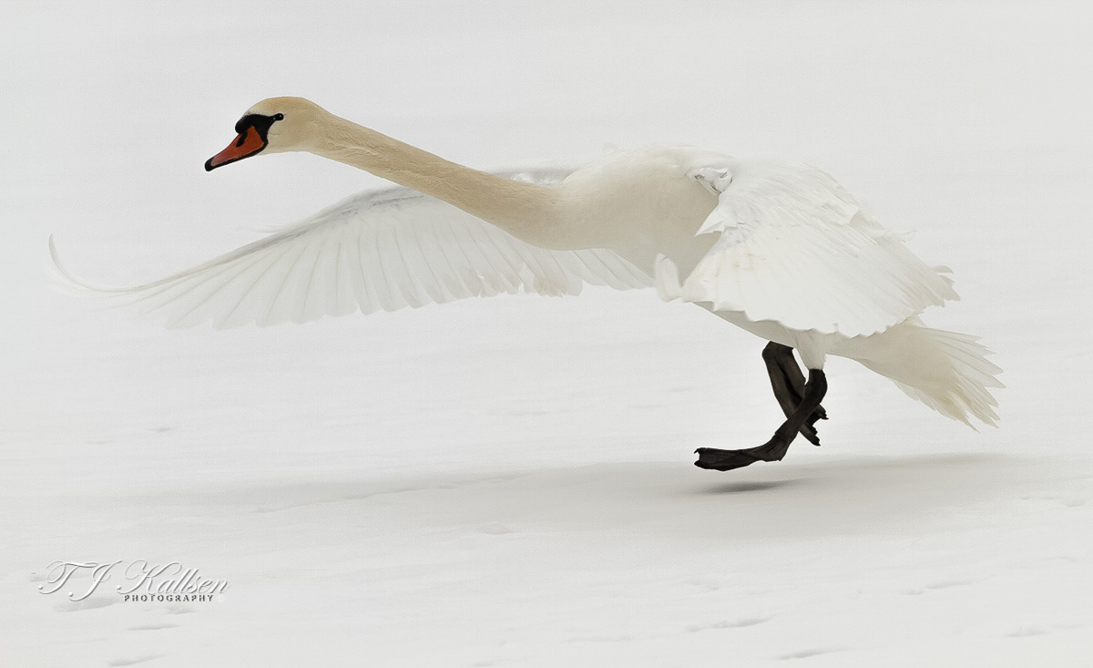 Mute Swan Takeoff