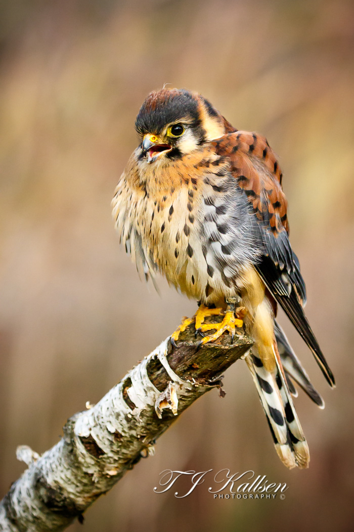 American Kestral