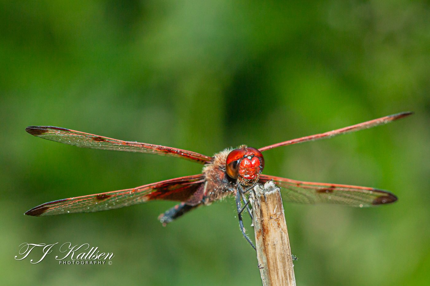 Calico Pennant