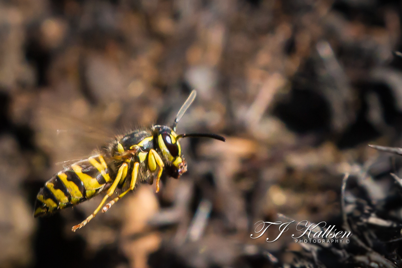 Yellow Jacket