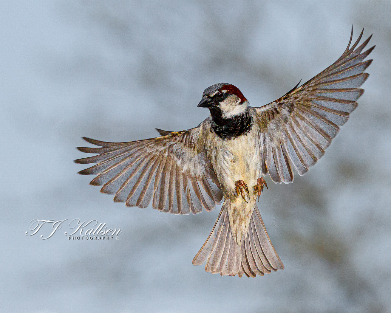 Angel Pose Sparrow