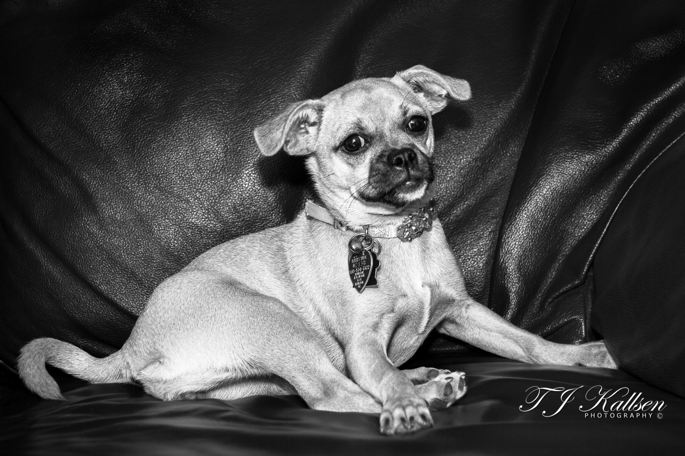 Stella