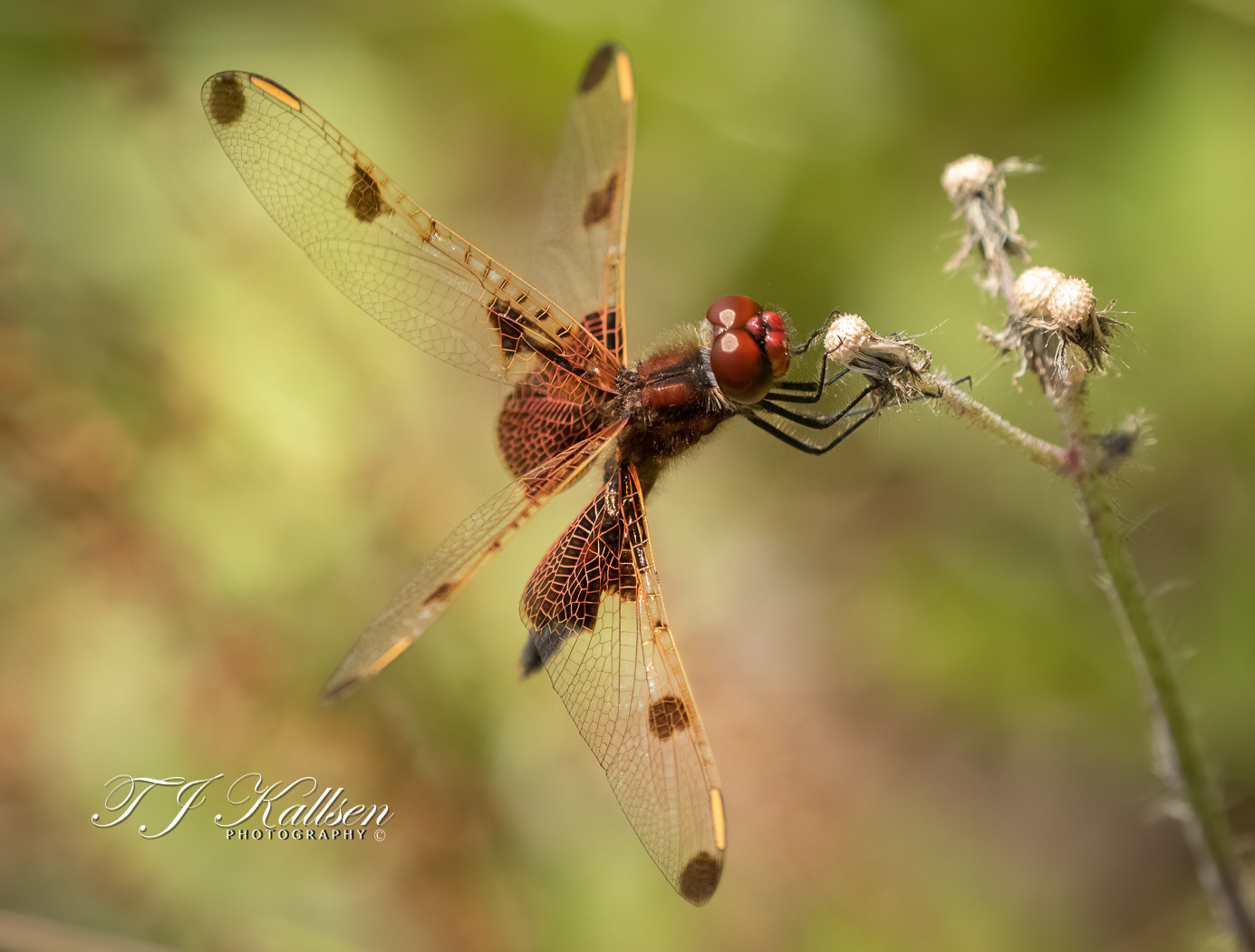Calico Pennant Dragonfly