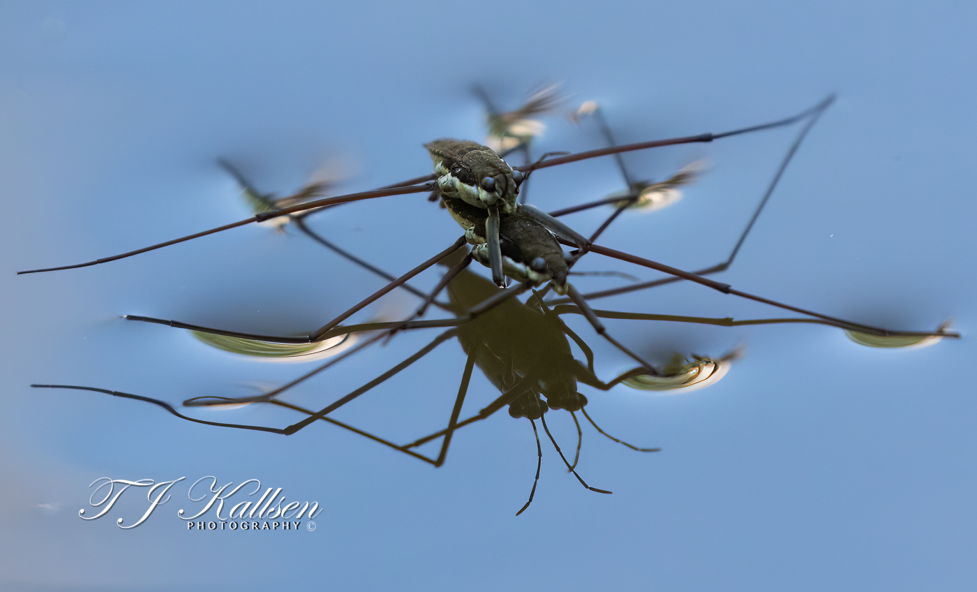 Water Striders Mating