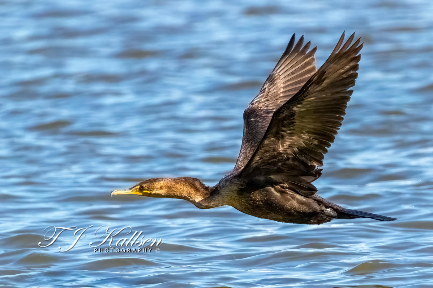 Cormorant