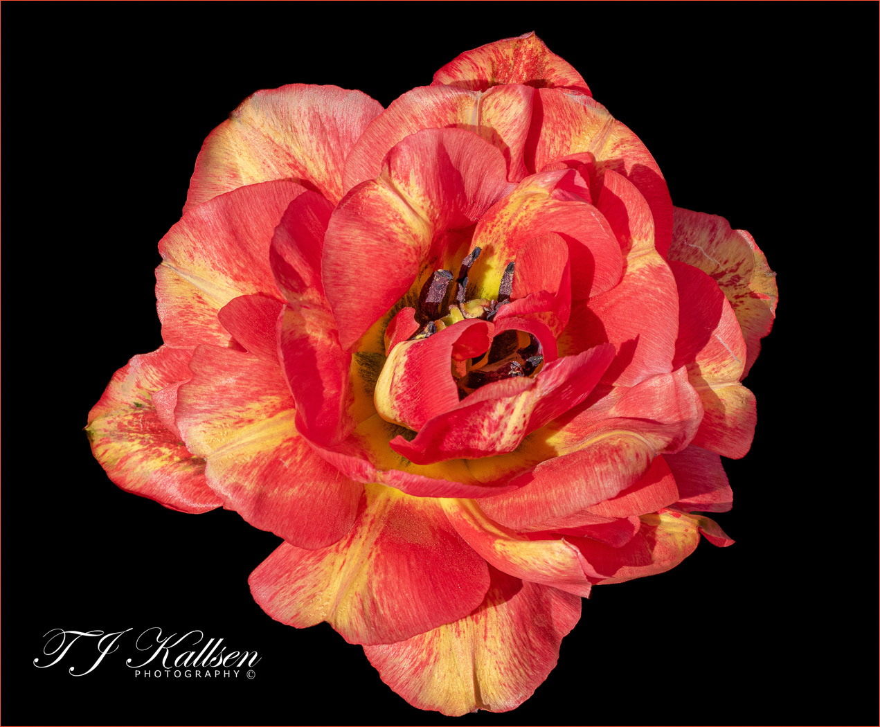 Tulip