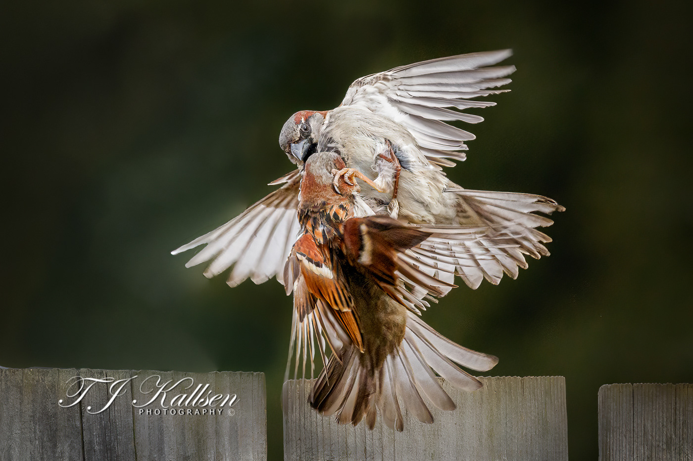 House Sparrow Scuffle