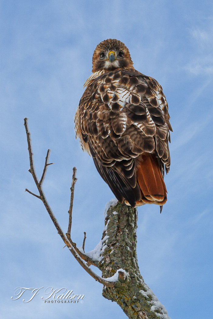 Redtail Sentry