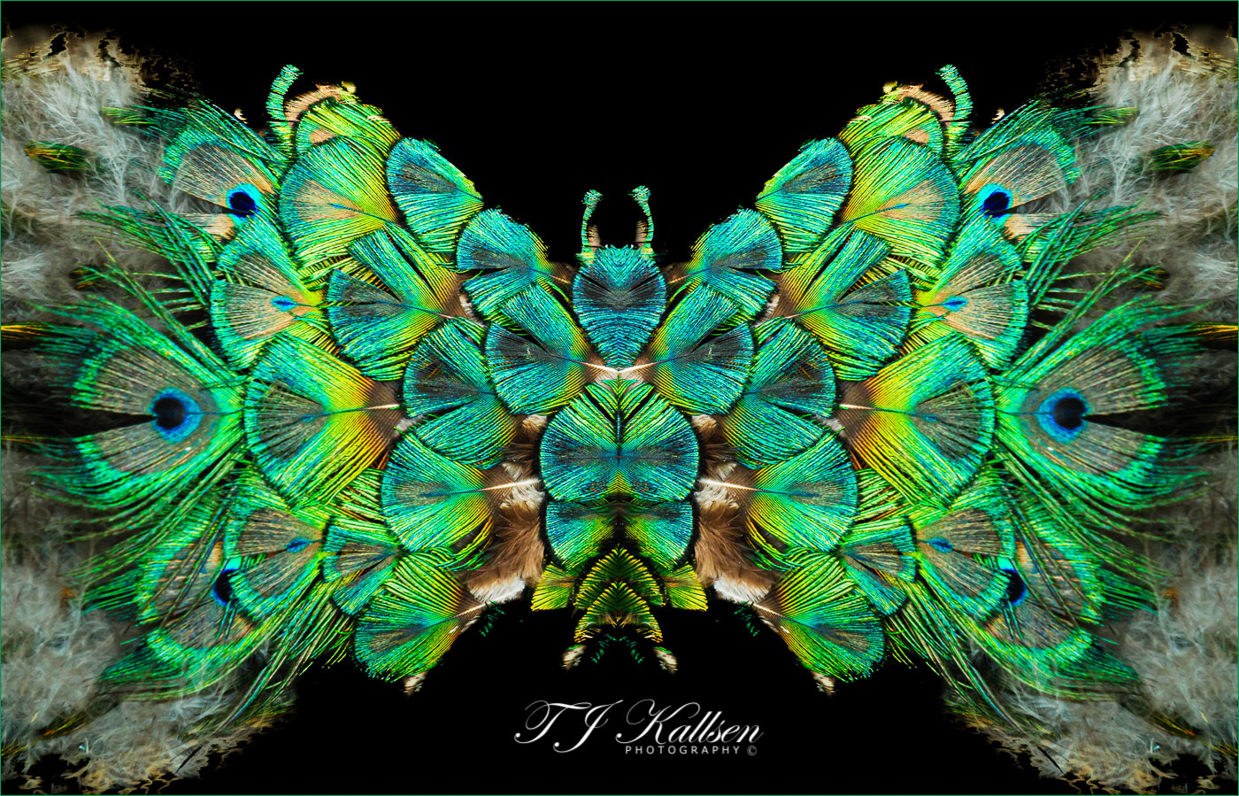 Peacock Butterfly