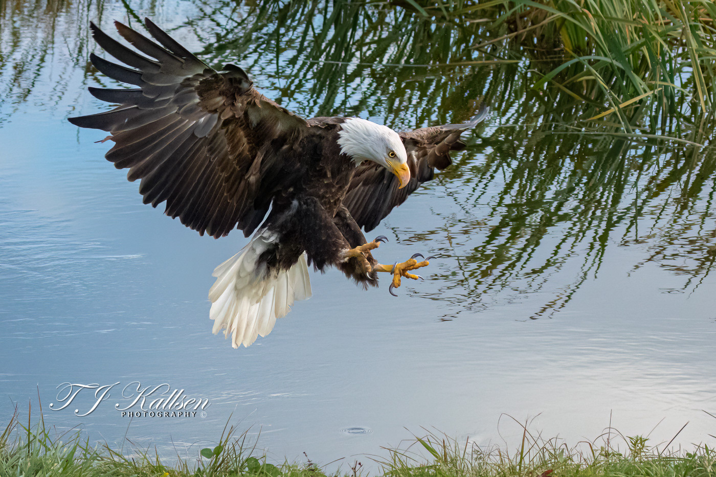 Bald Eagle Landing