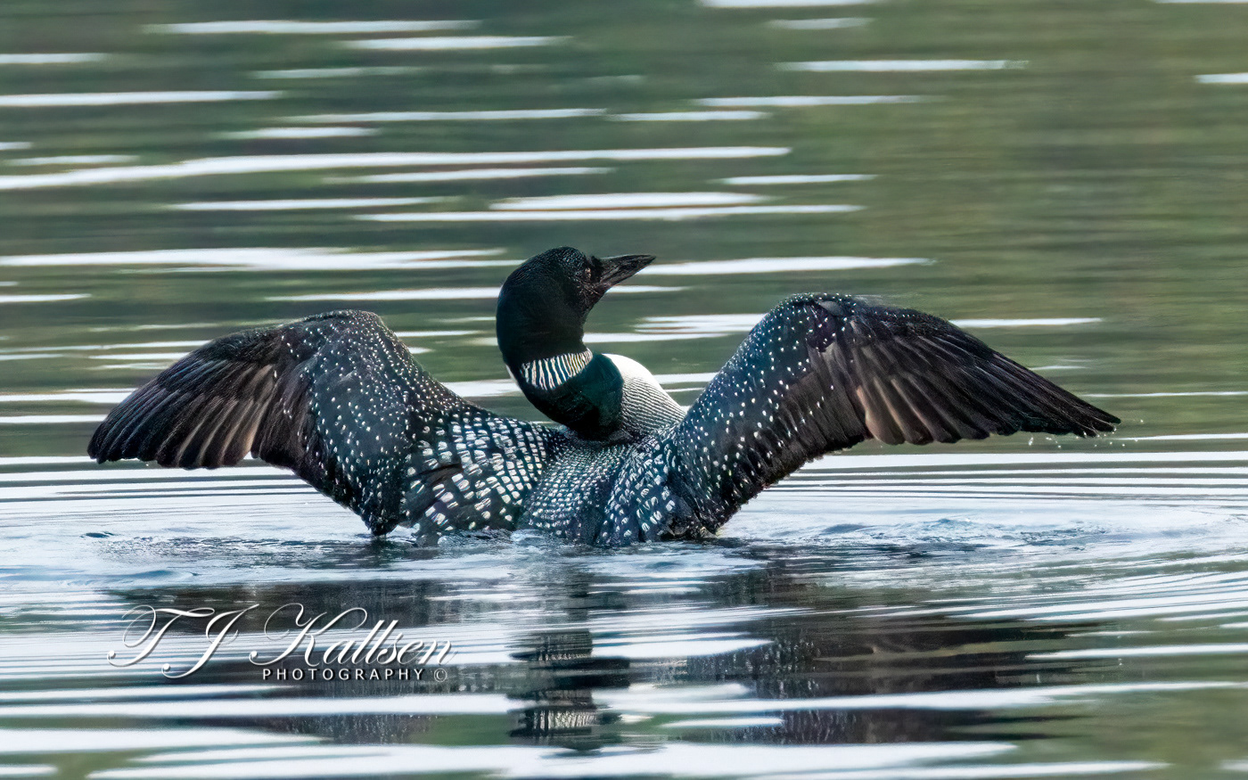 Loon