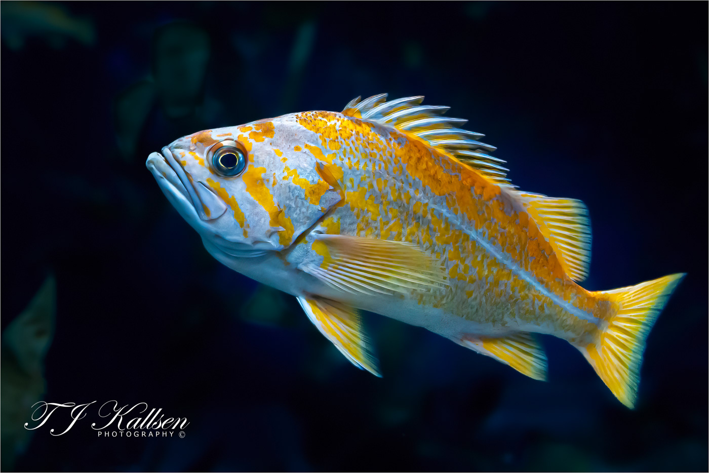 Canary Rockfish